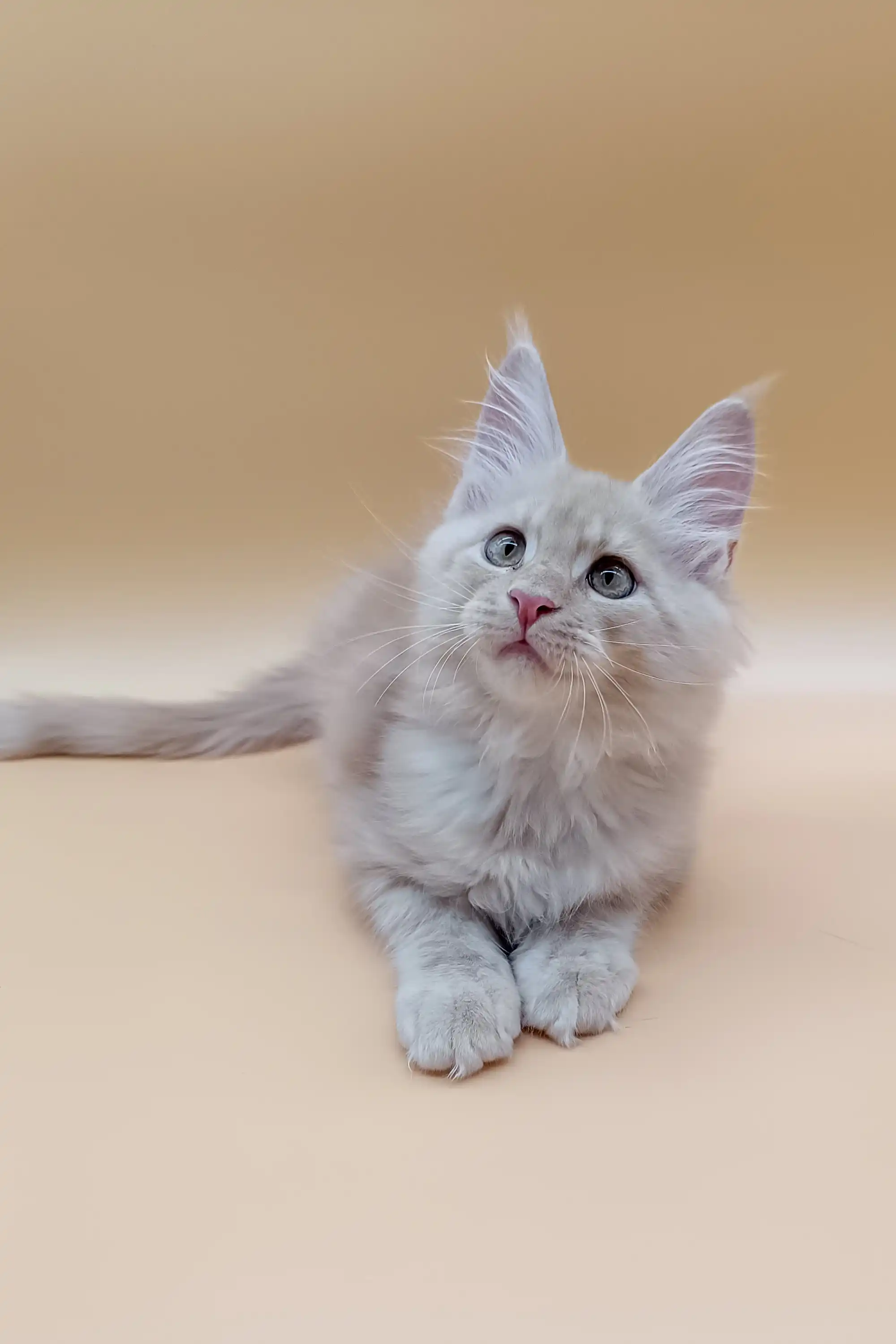 Jador | Maine Coon Kitten - Image 2