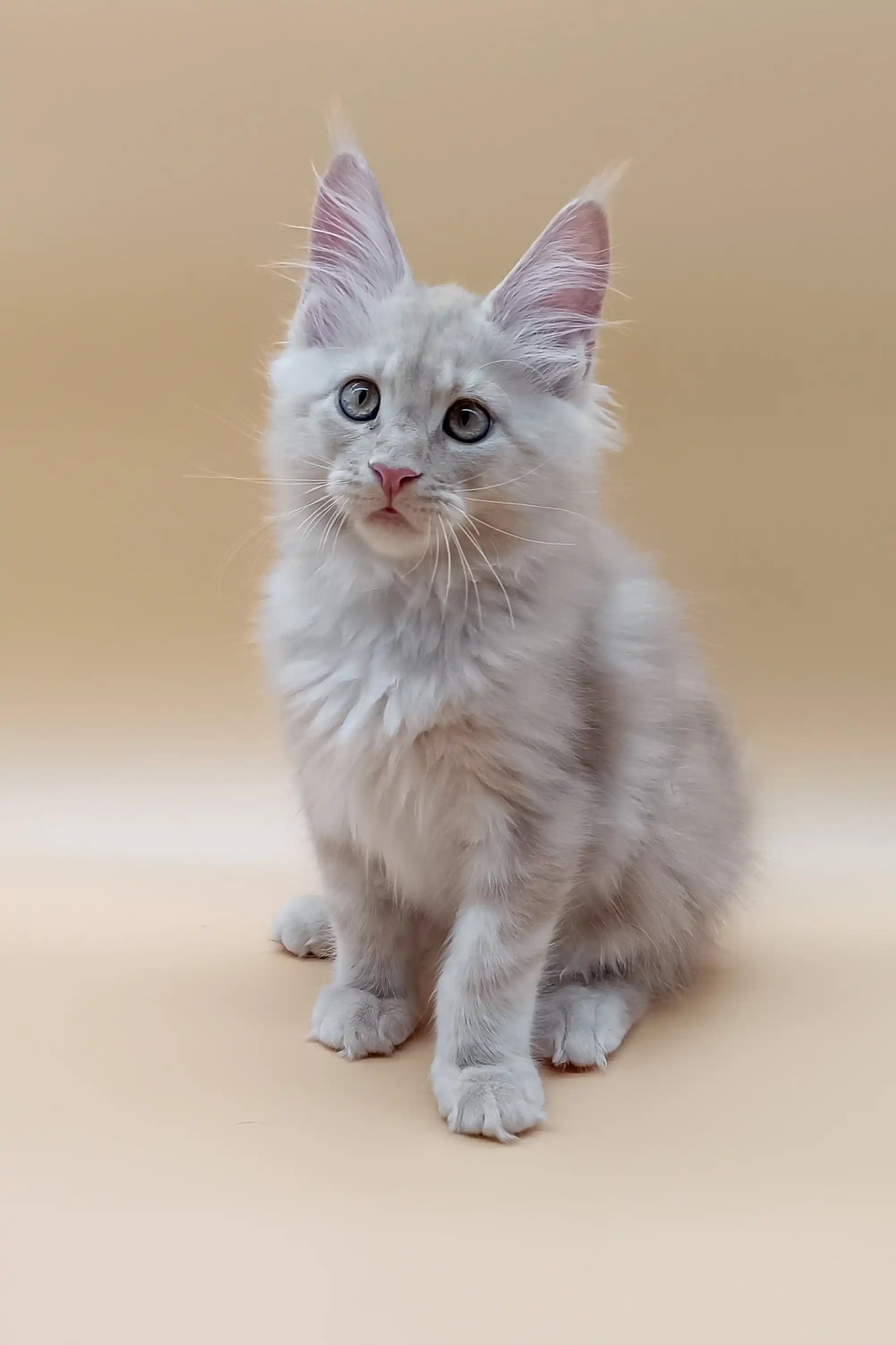 Jador | Maine Coon Kitten - Image 4