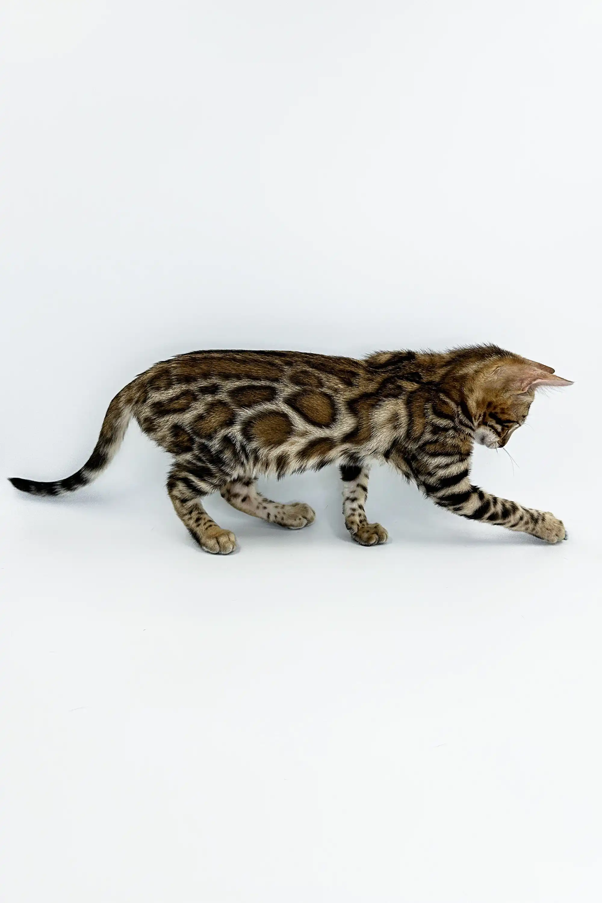 Jamey | Bengal Kitten - Image 7