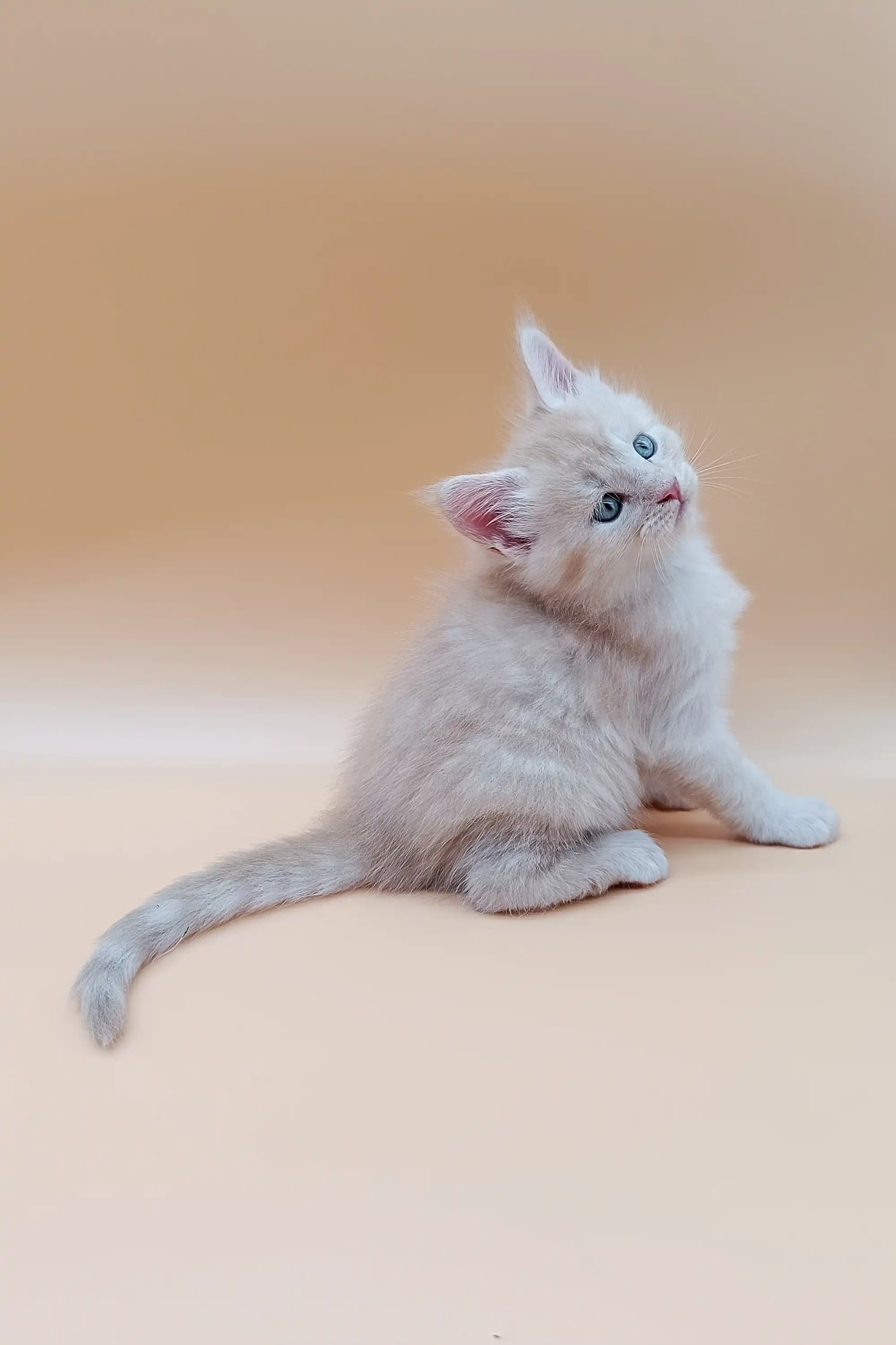 Jaron | Maine Coon Kitten - Image 3
