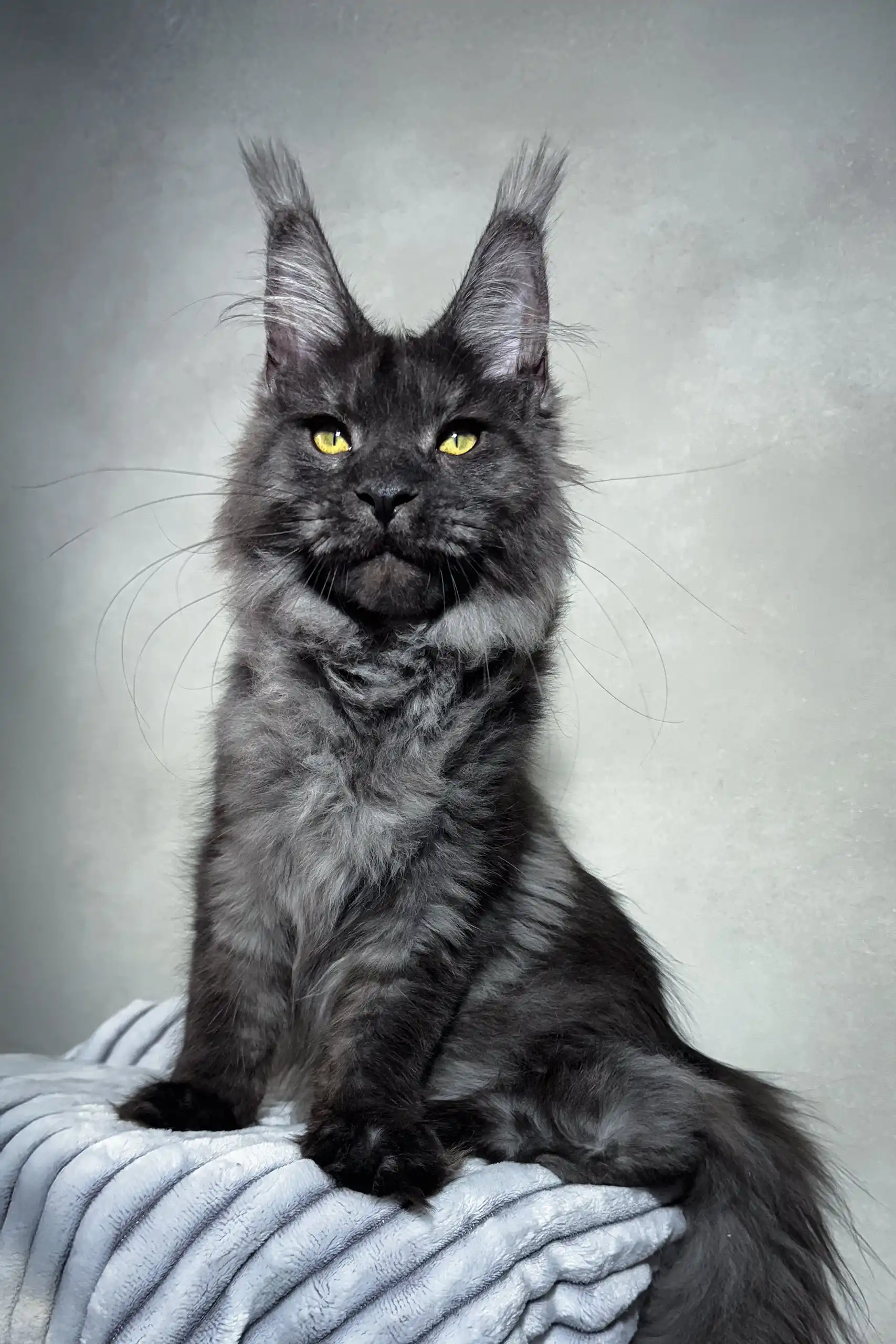 Jarvis | Maine Coon Kitten - Image 3