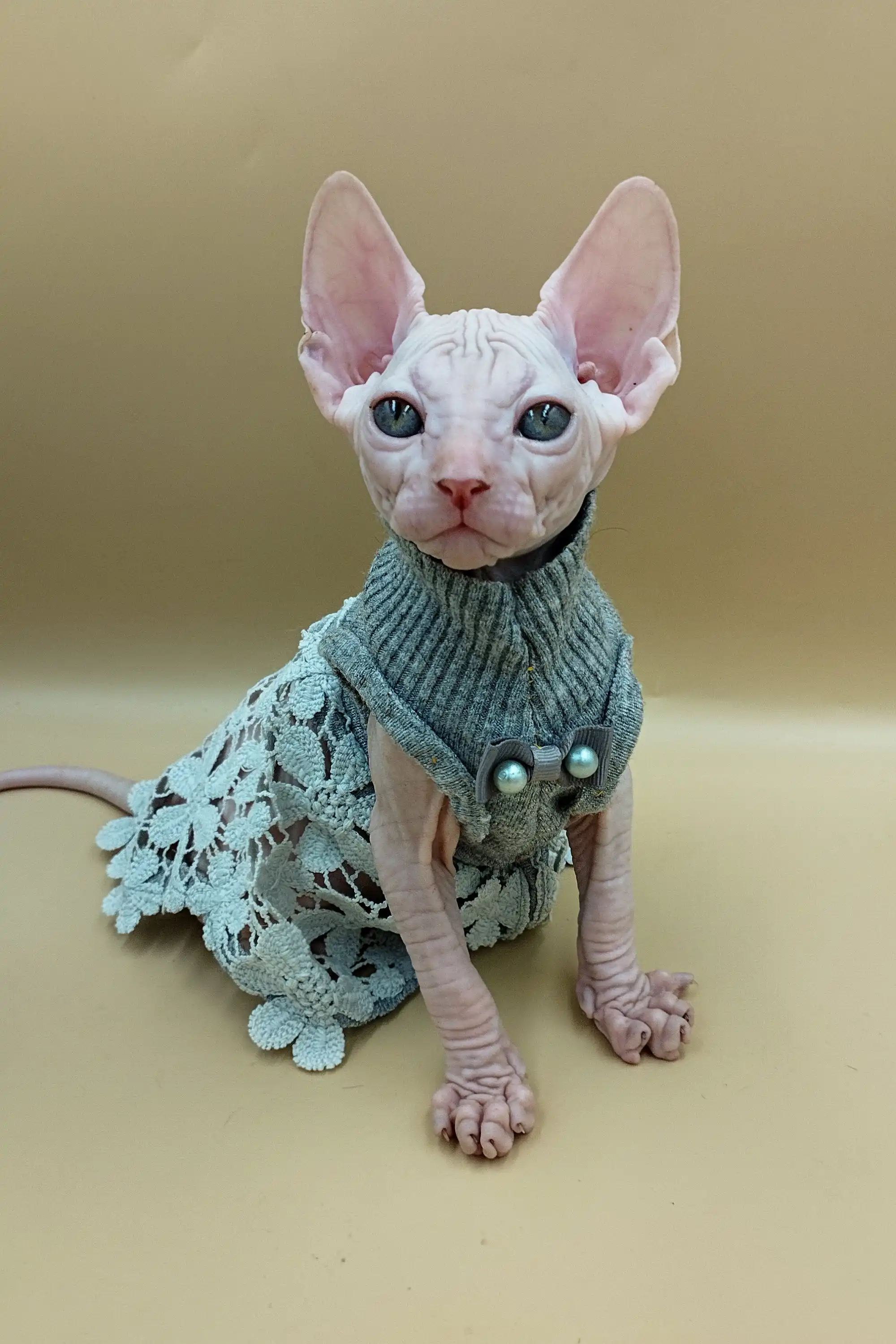 Jasmine | Sphynx Kitten - Image 3