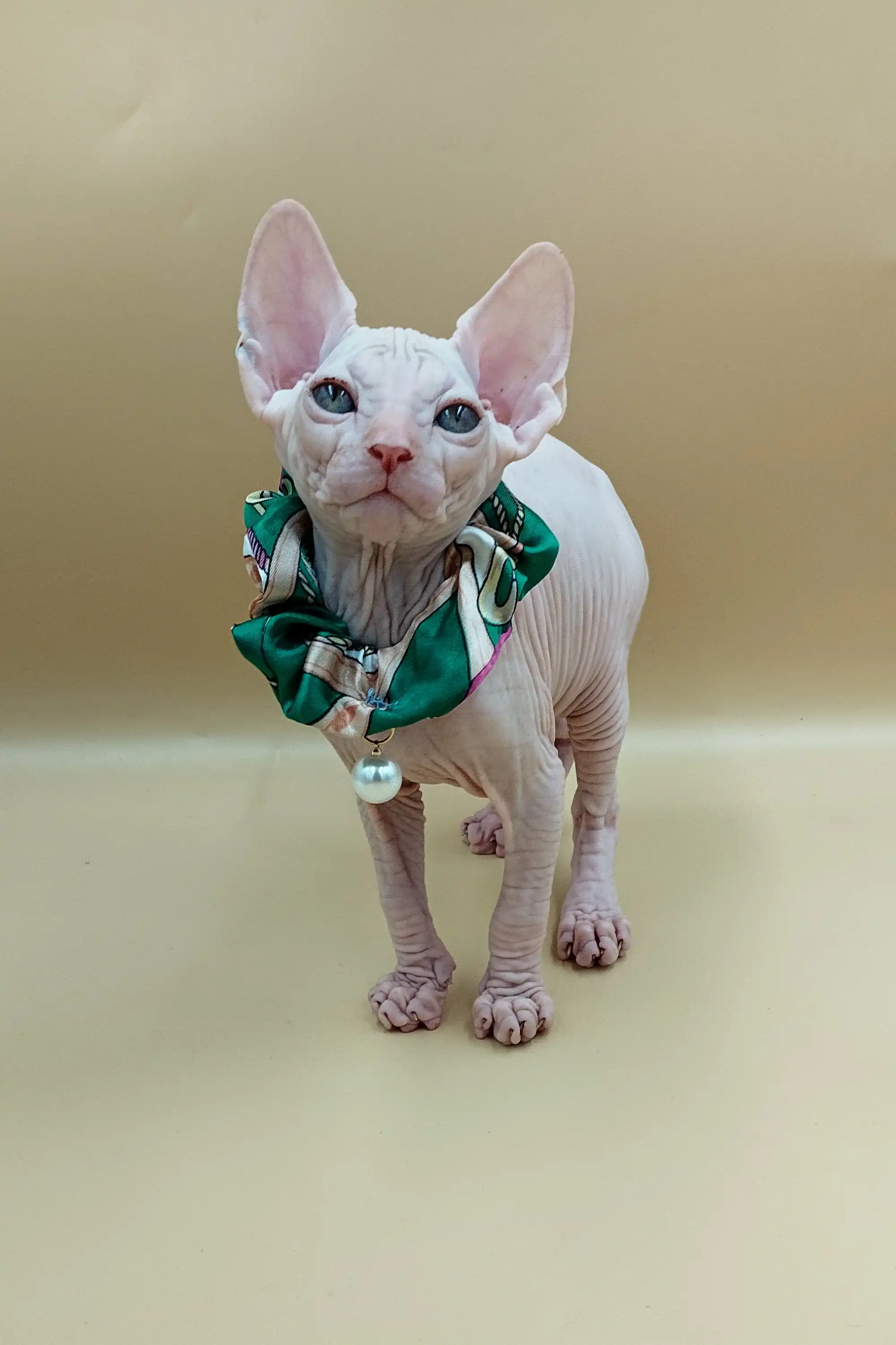 Jasmine | Sphynx Kitten - Image 7