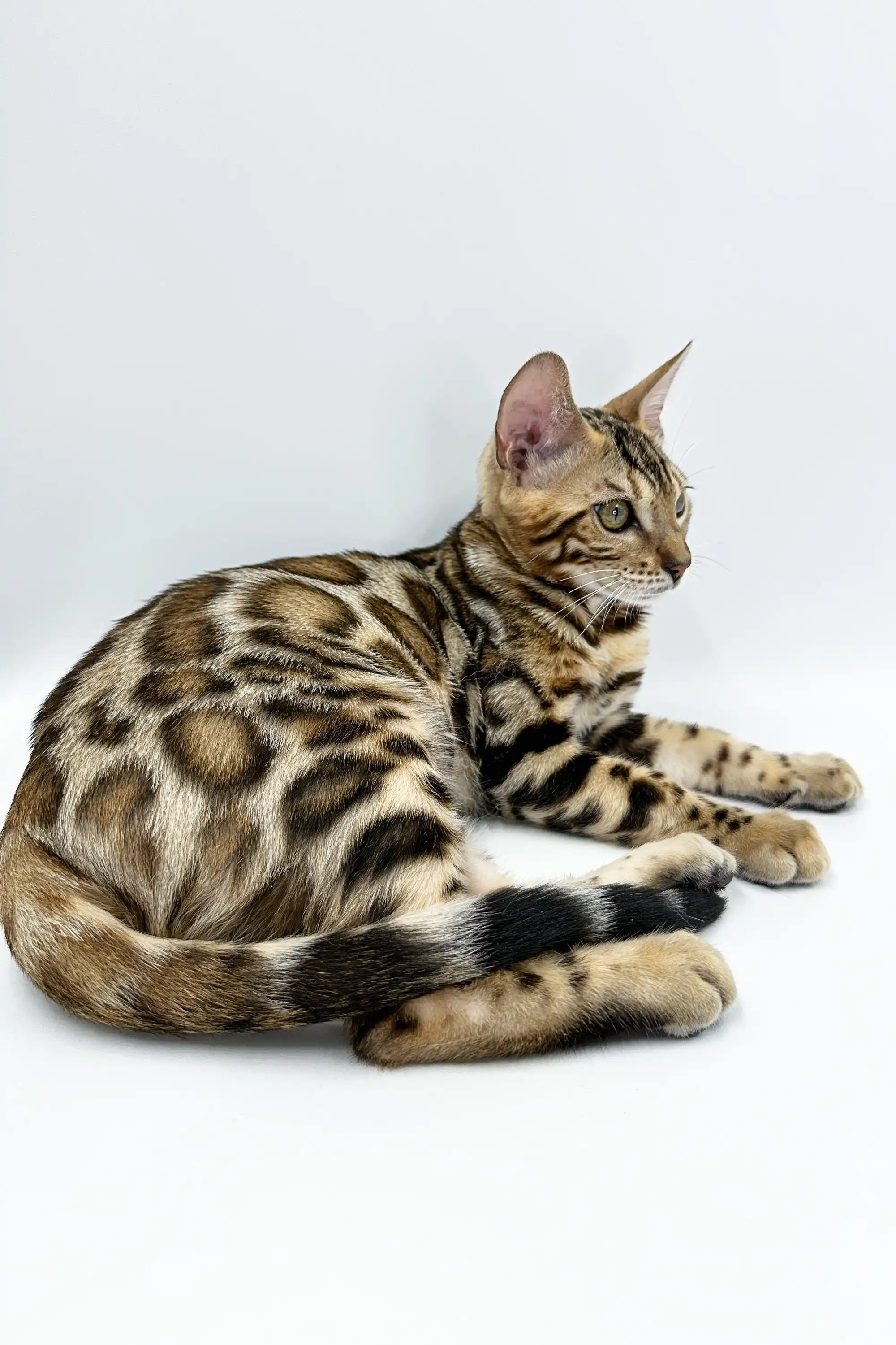 Jasper | Bengal Kitten - Image 4