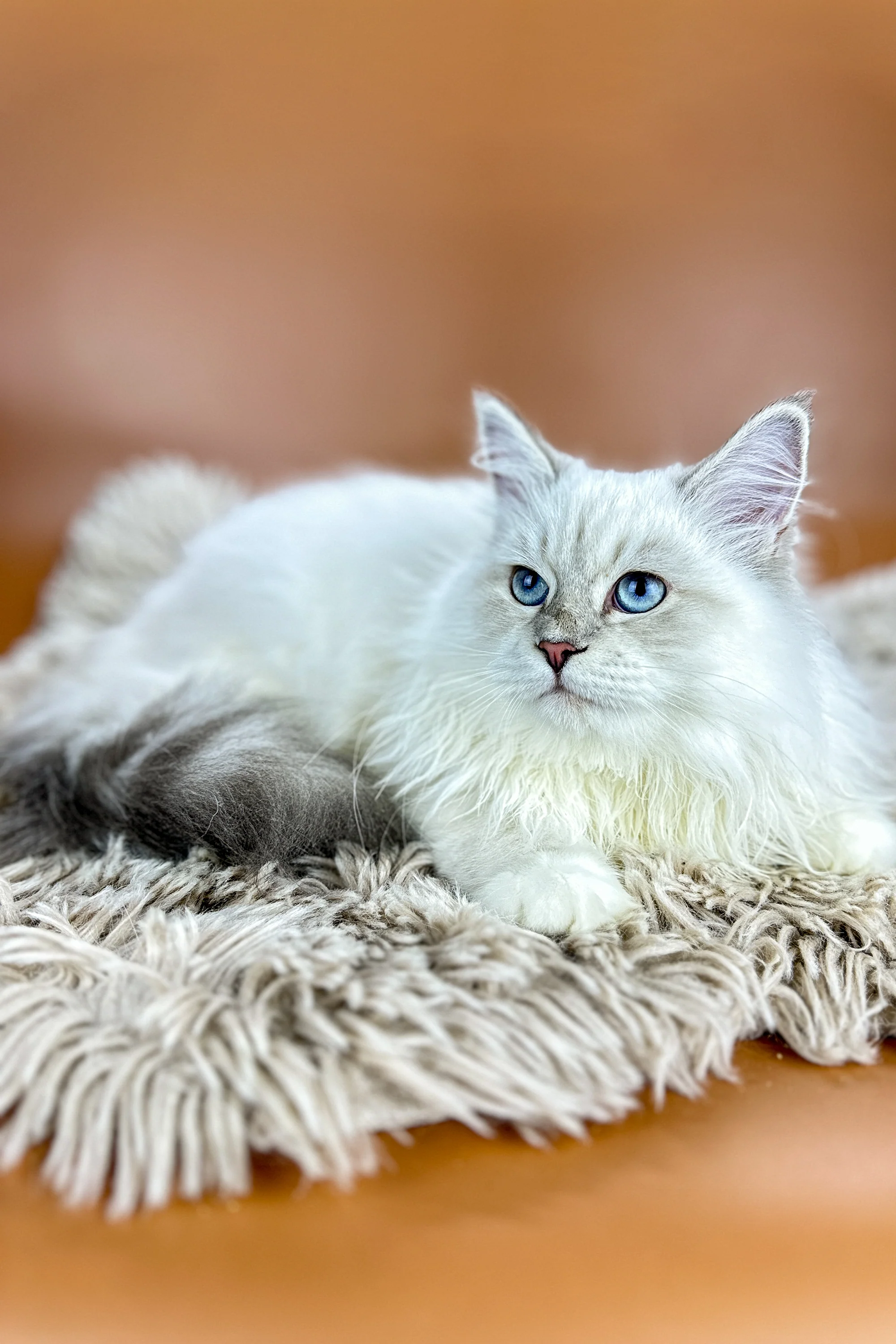 Jasper | Siberian Kitten - Image 2