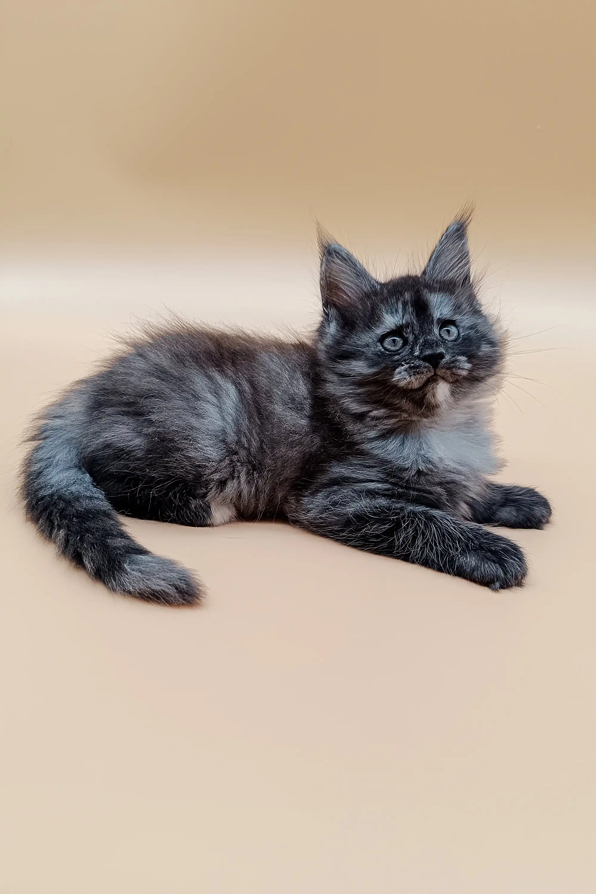 Jassy | Maine Coon Kitten - Image 4