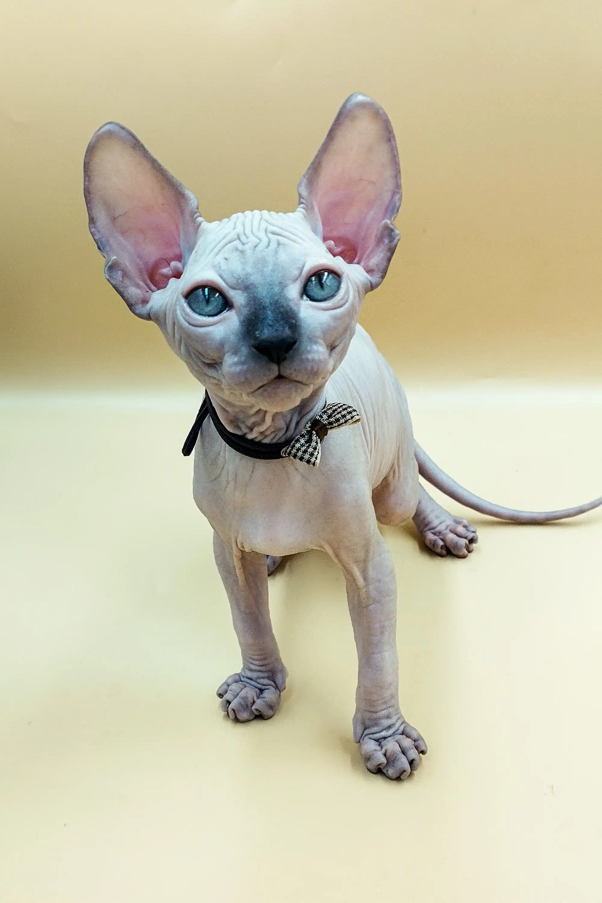 Jazz | Sphynx Kitten - Image 11