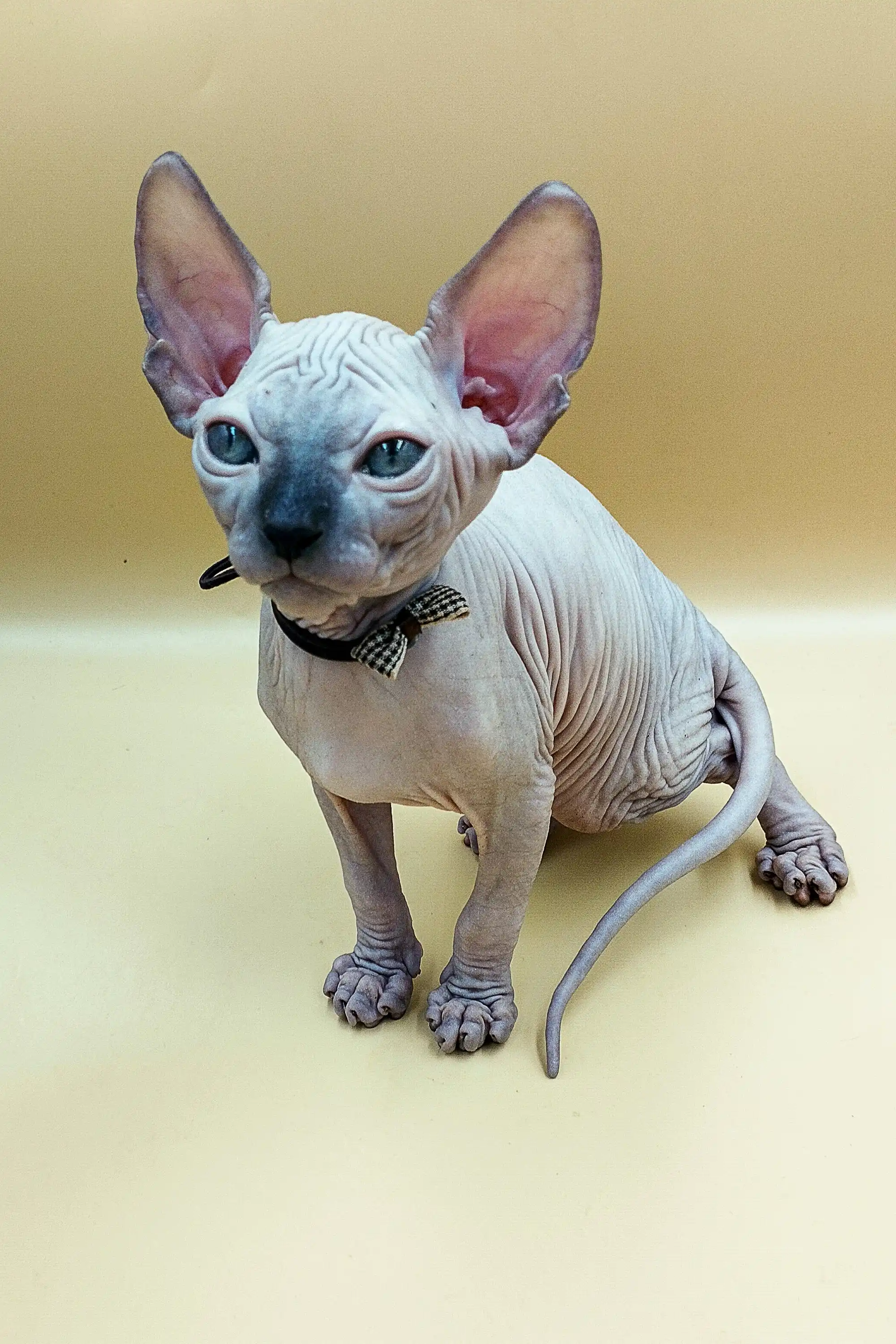 Jazz | Sphynx Kitten - Image 14