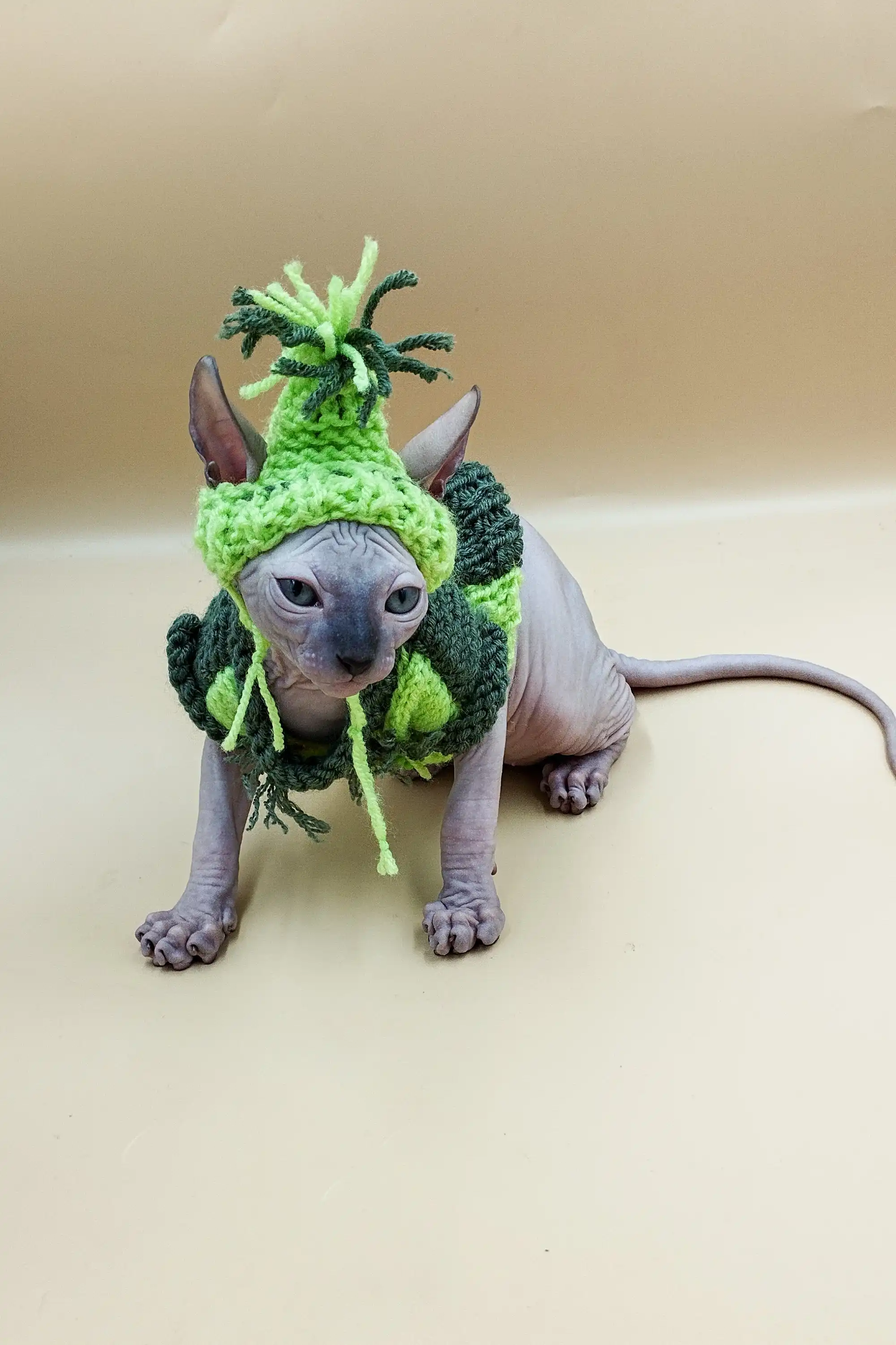 Jazz | Sphynx Kitten - Image 2