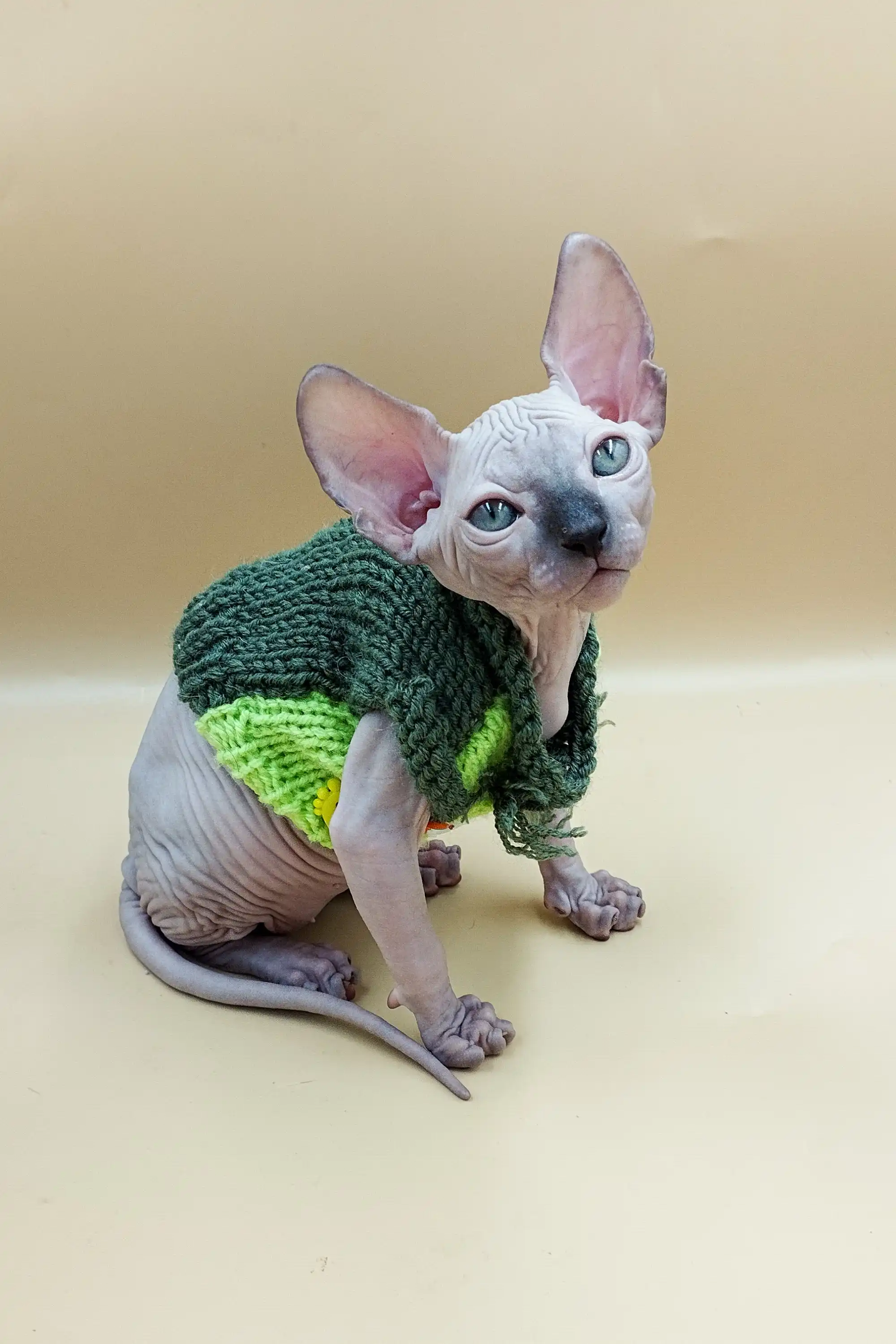 Jazz | Sphynx Kitten - Image 5