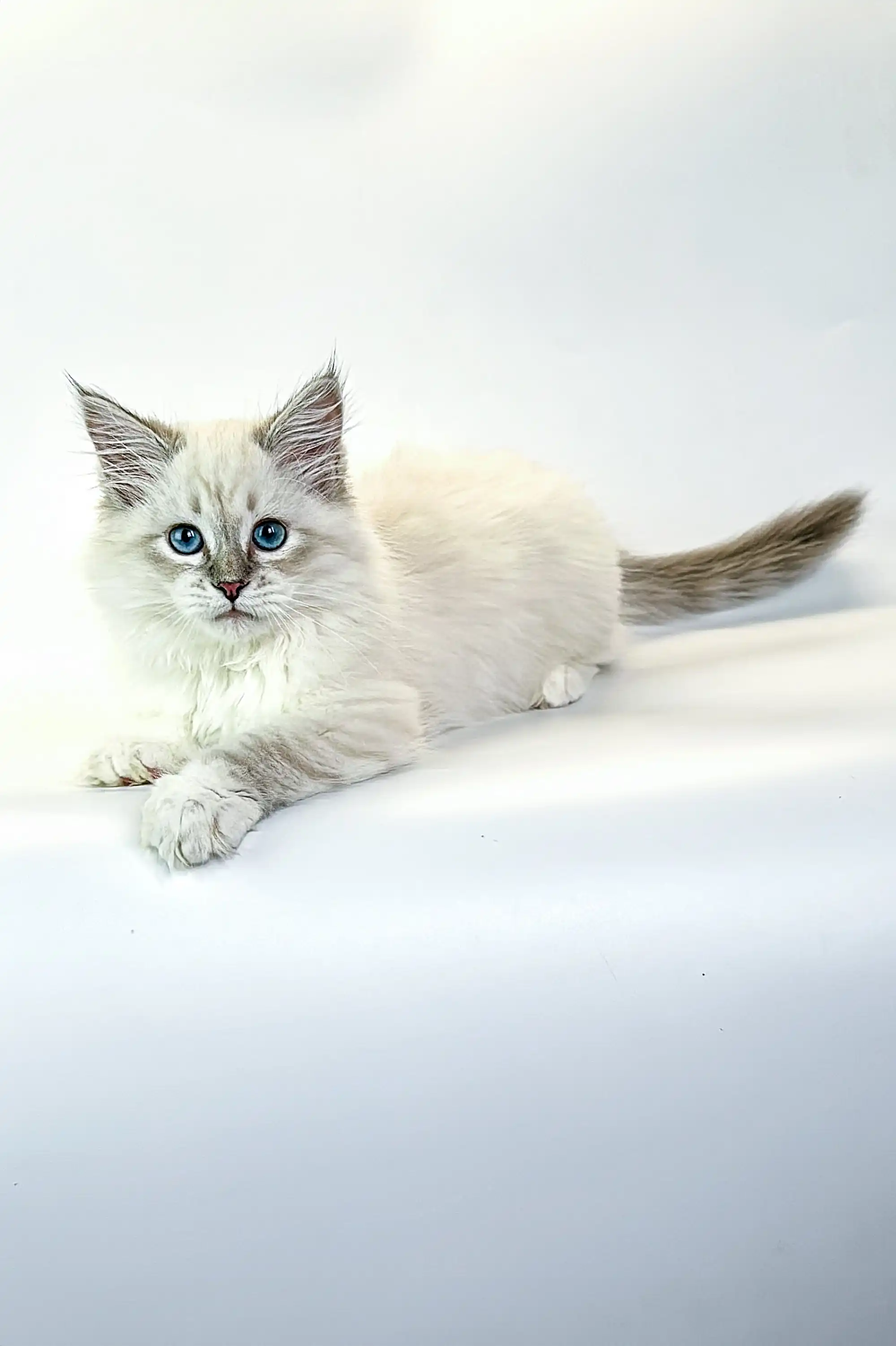 Jeannie | Siberian Kitten - Image 9