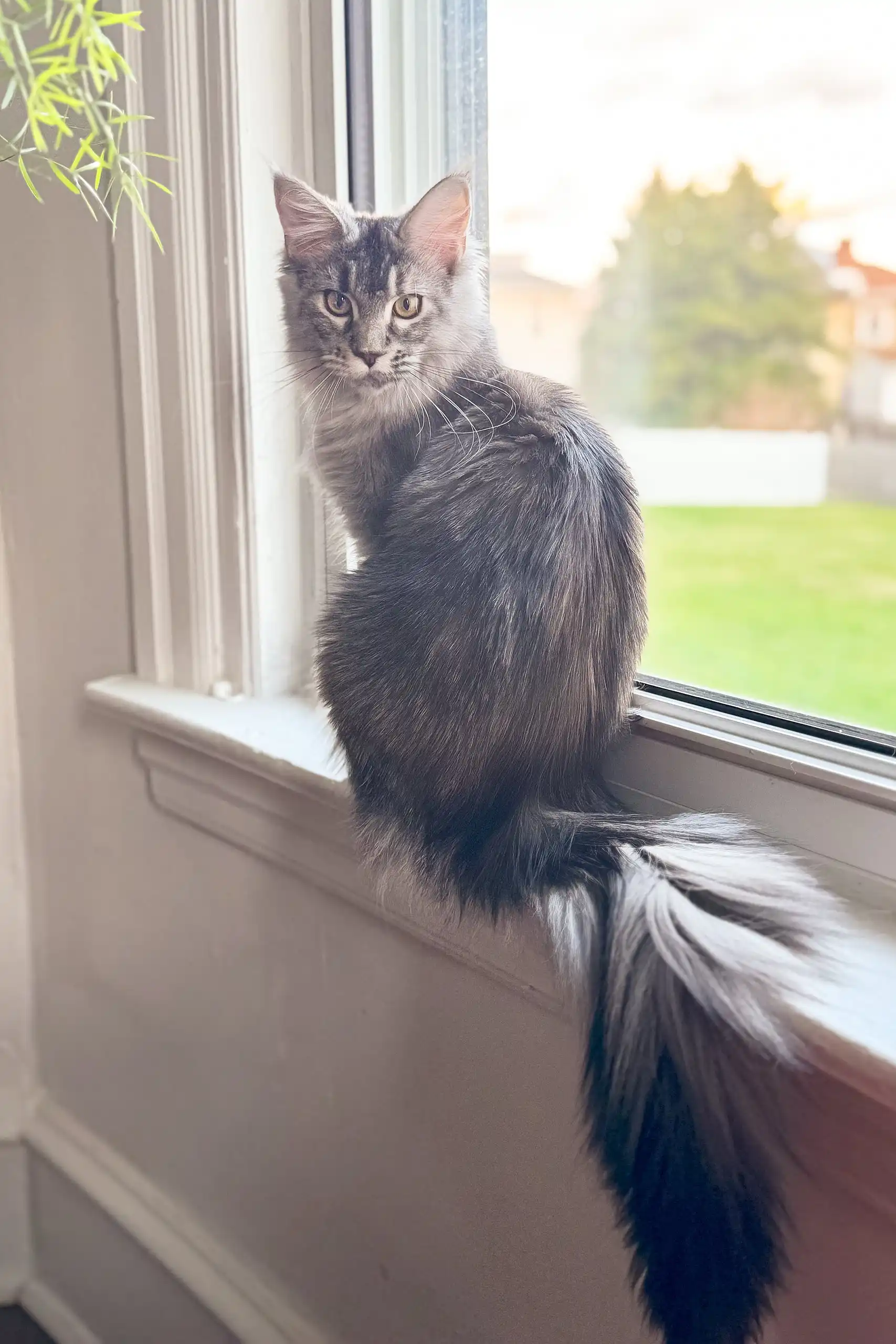 Jenna | Maine Coon Kitten - Image 5