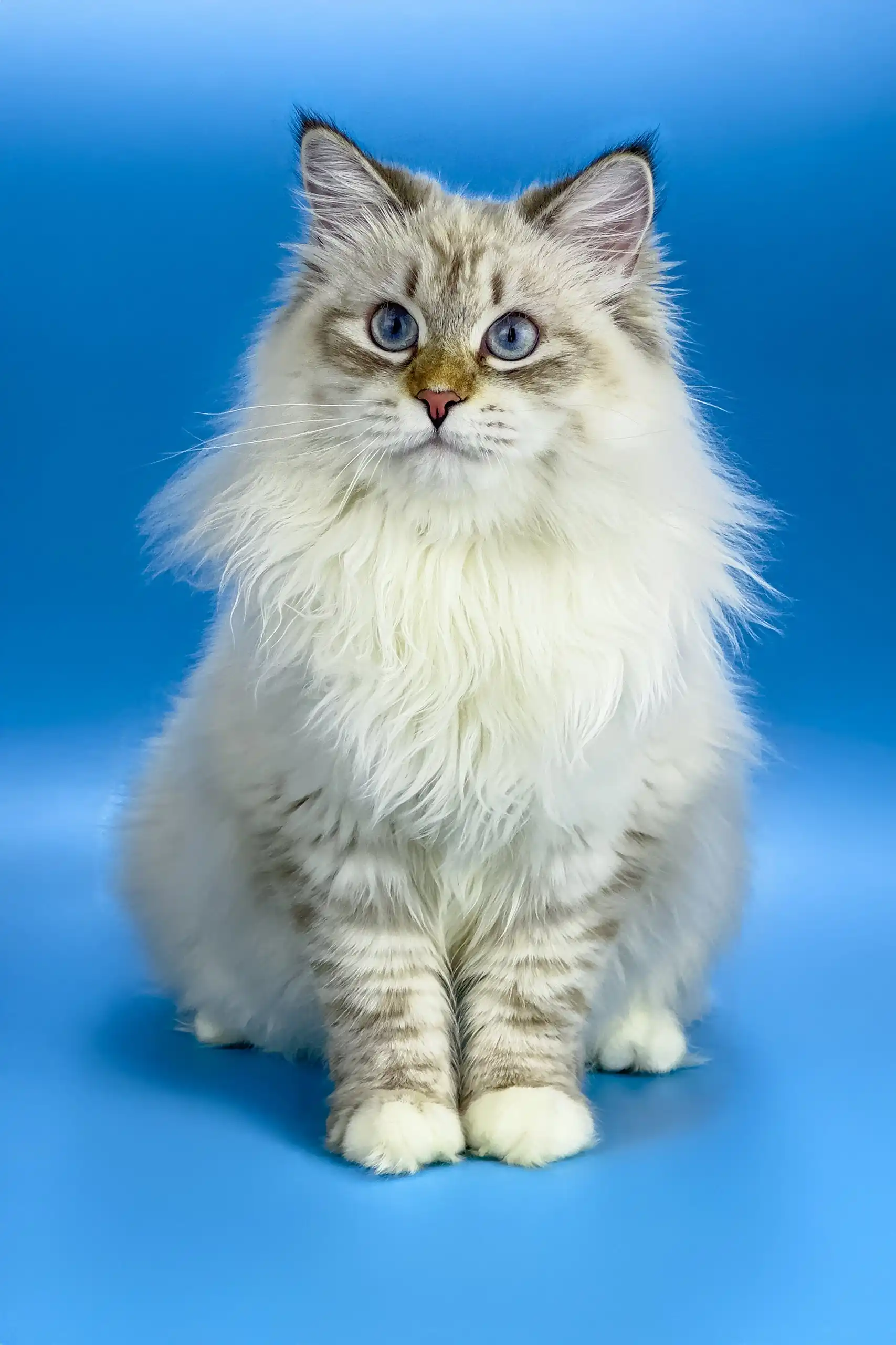 Jenis | Siberian Kitten - Image 4