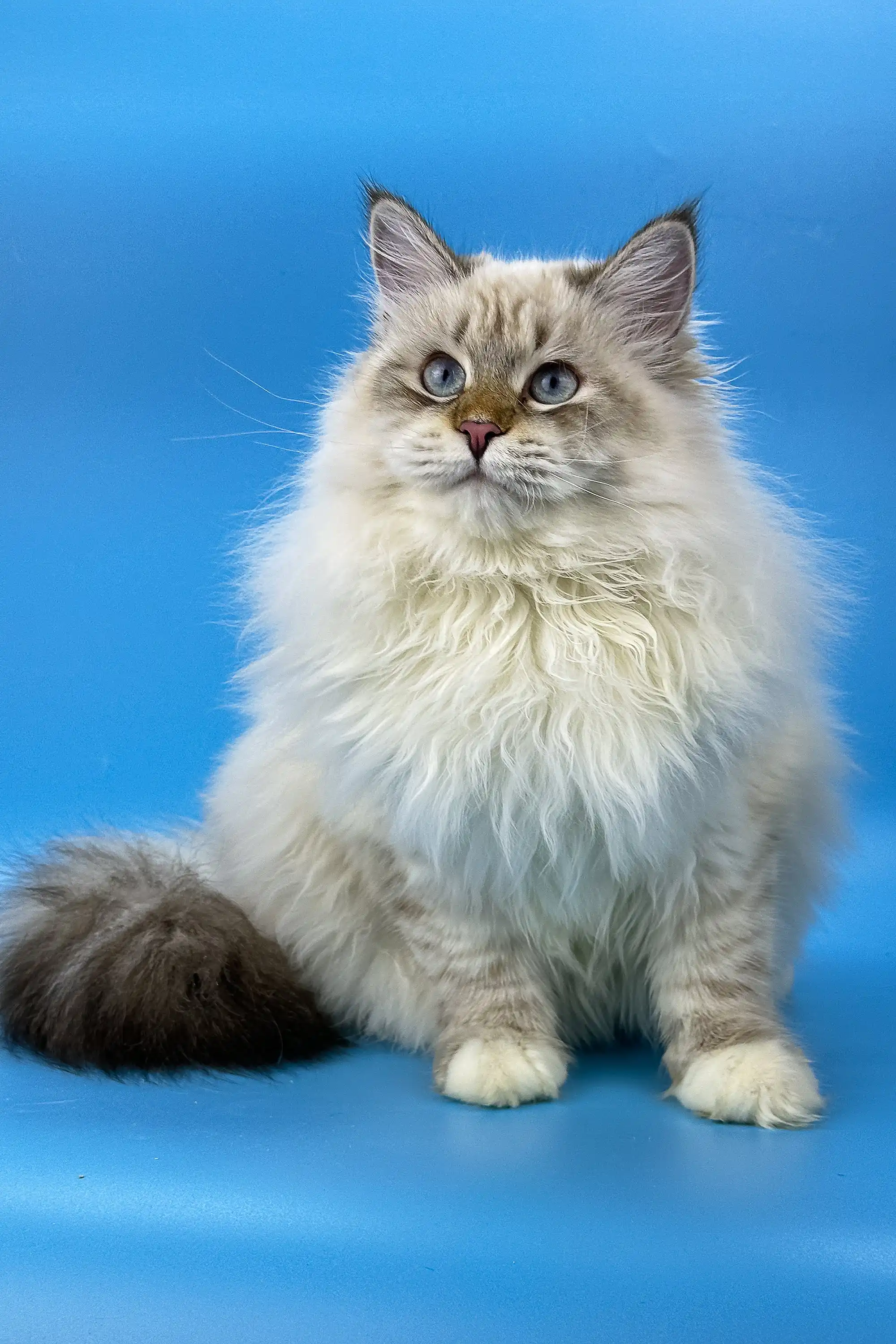 Jenis | Siberian Kitten - Image 9