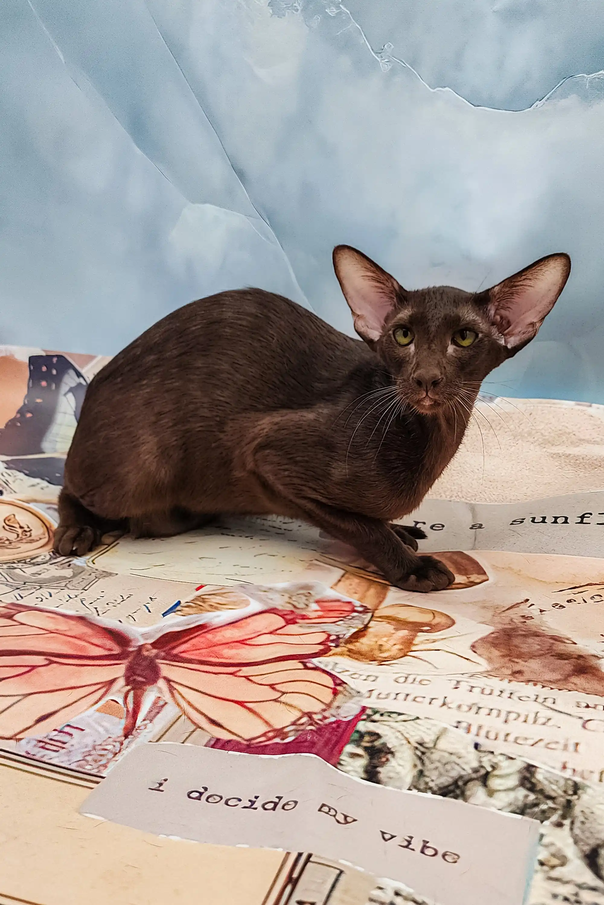 Jesse | Oriental Kitten - Image 3