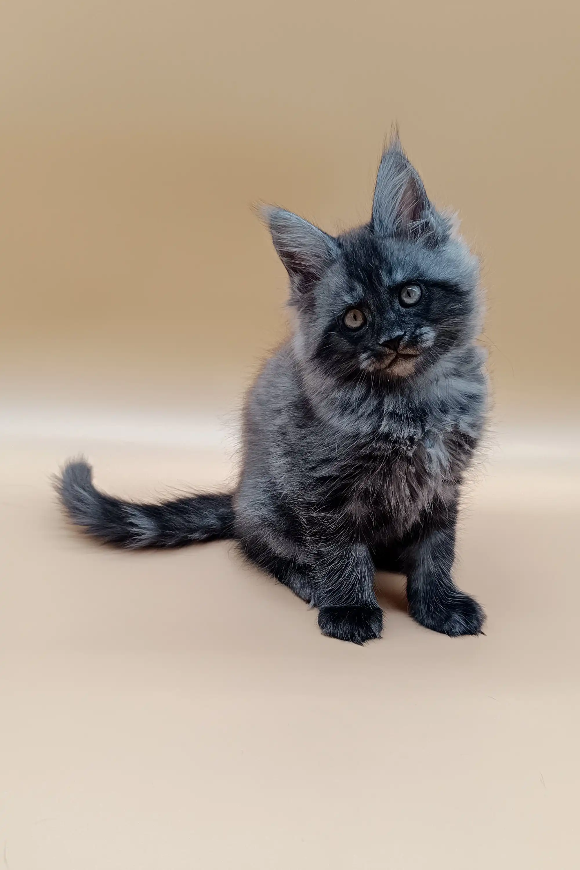 Jim | Maine Coon Kitten - Image 3
