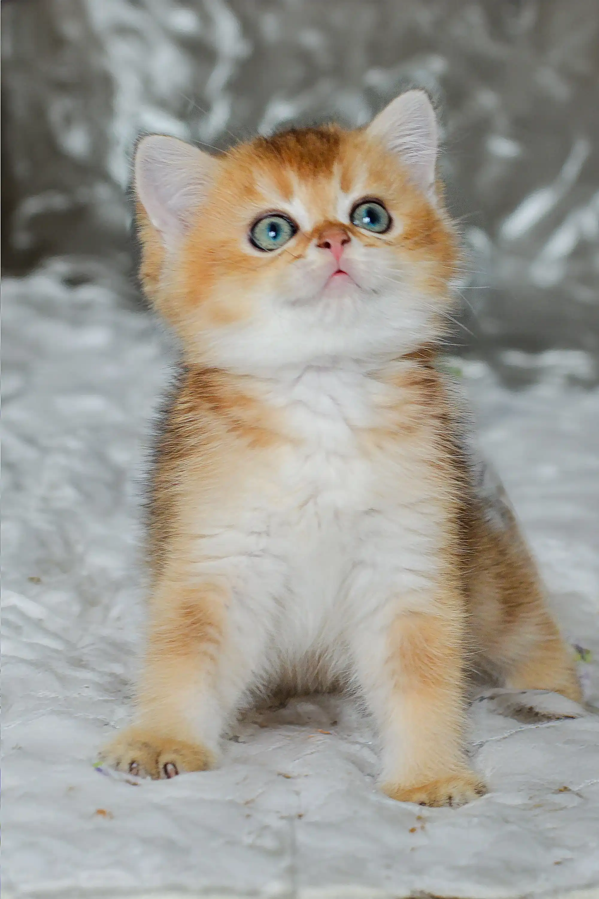 Joanna | Scottish Straight Kitten - Image 2