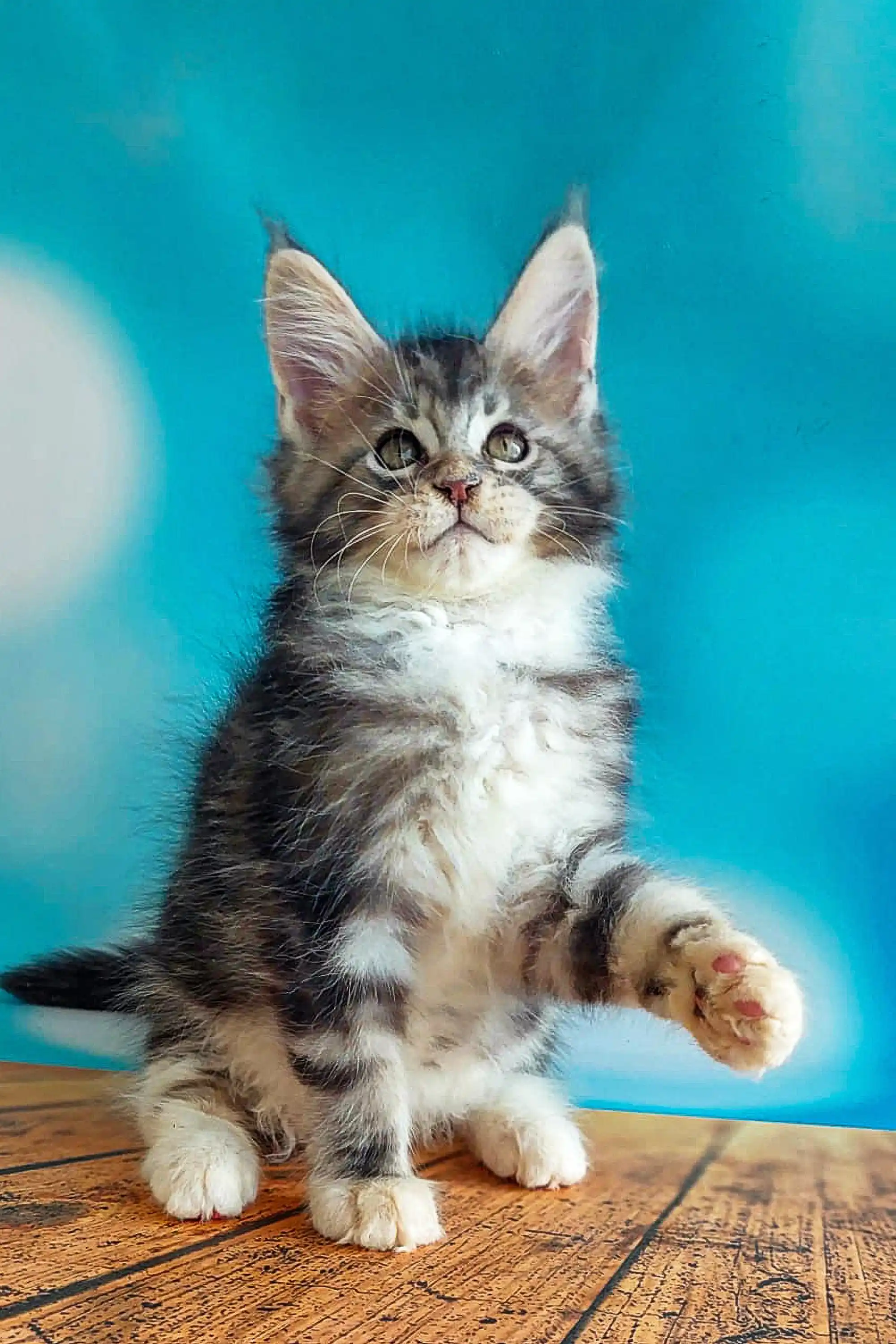 John | Maine Coon Kitten - Image 5