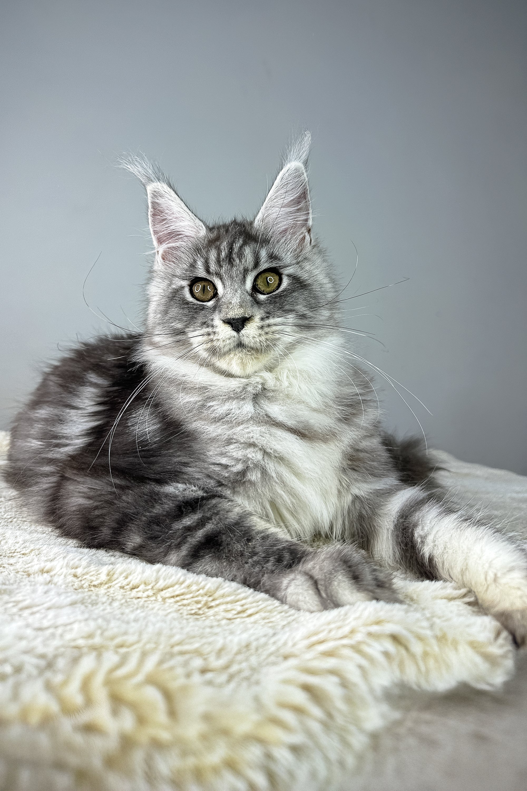 Jolie | Maine Coon Kitten - Image 5