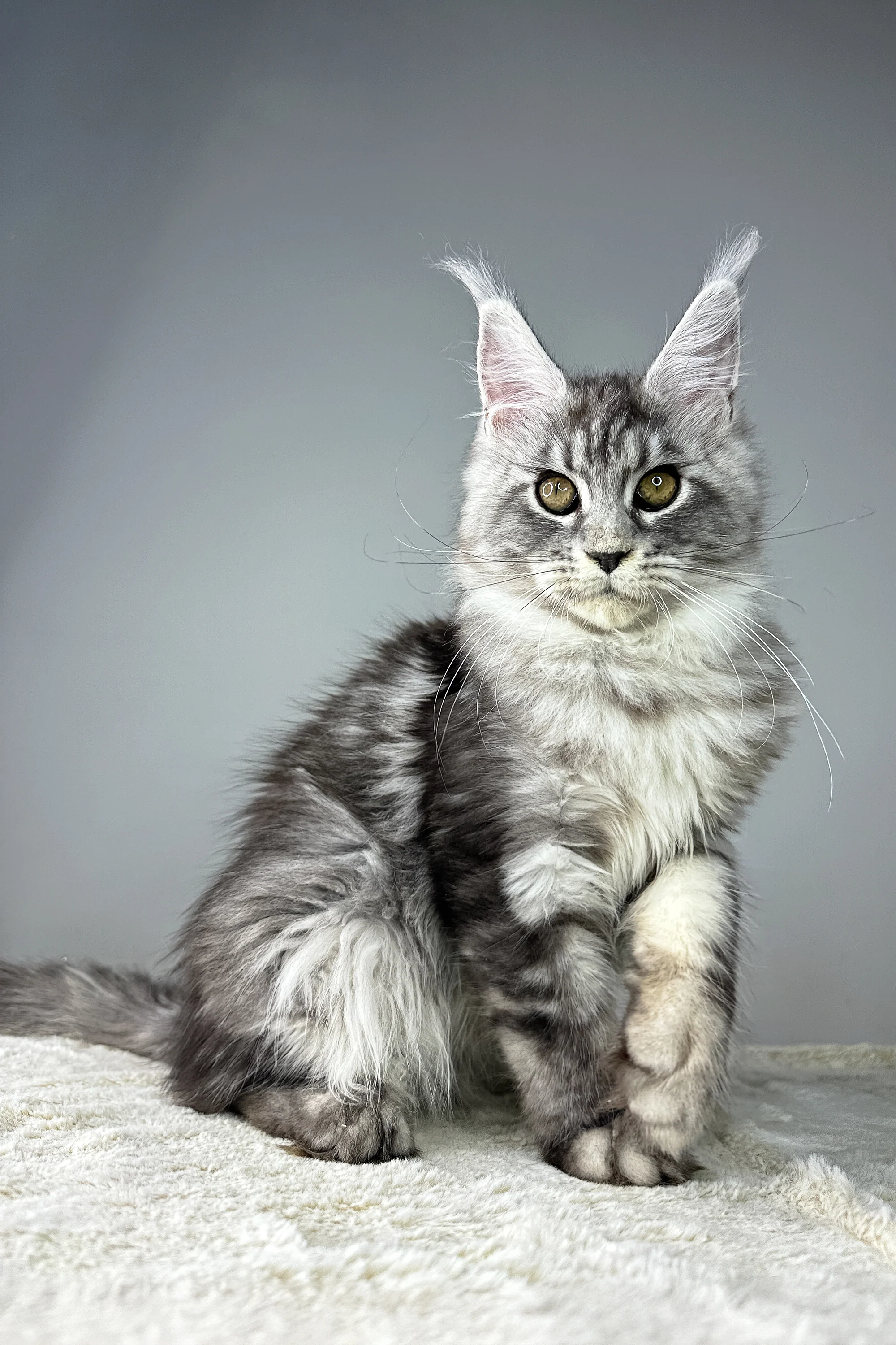 Jolie | Maine Coon Kitten - Image 6