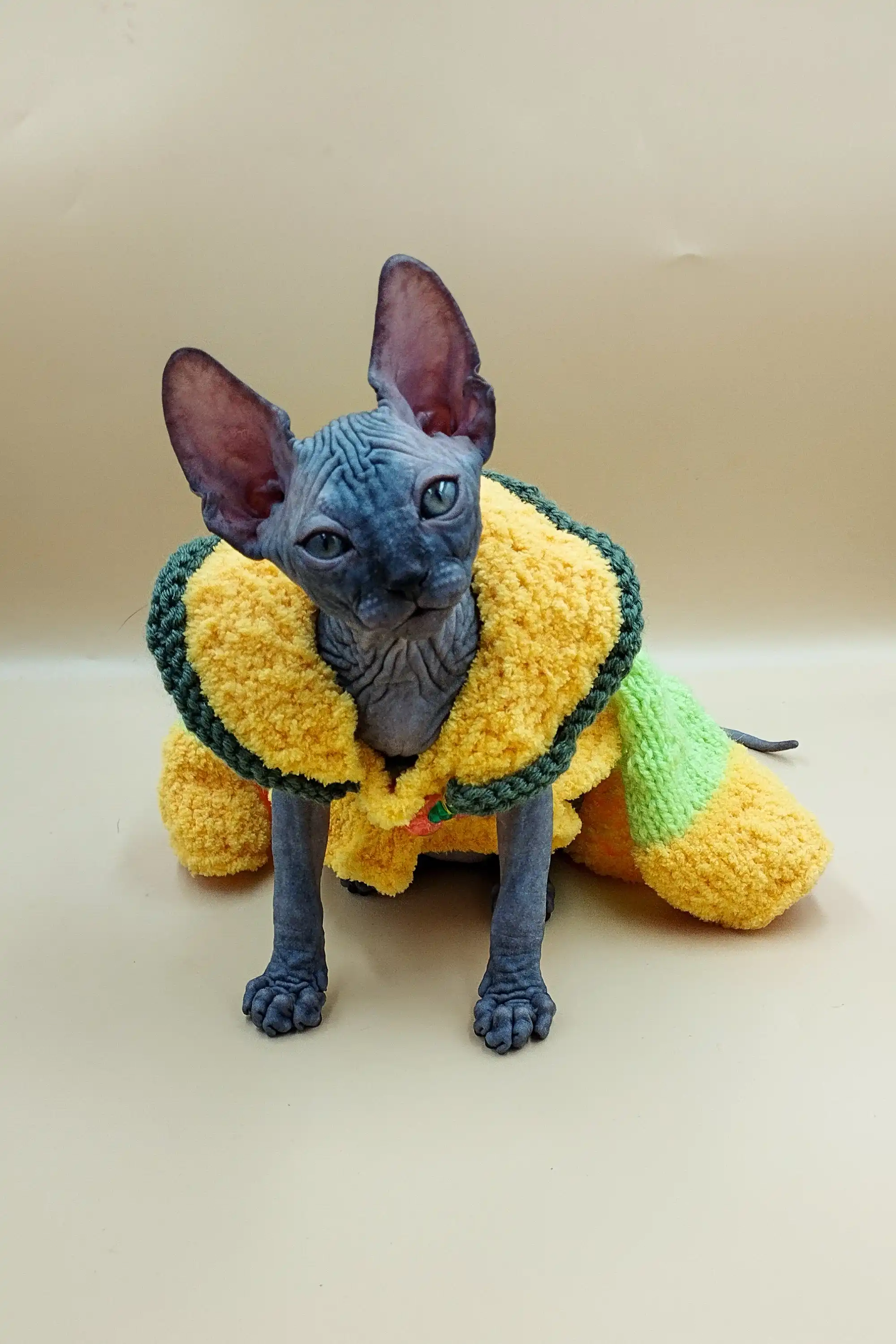 Jolly | Sphynx Kitten - Image 3