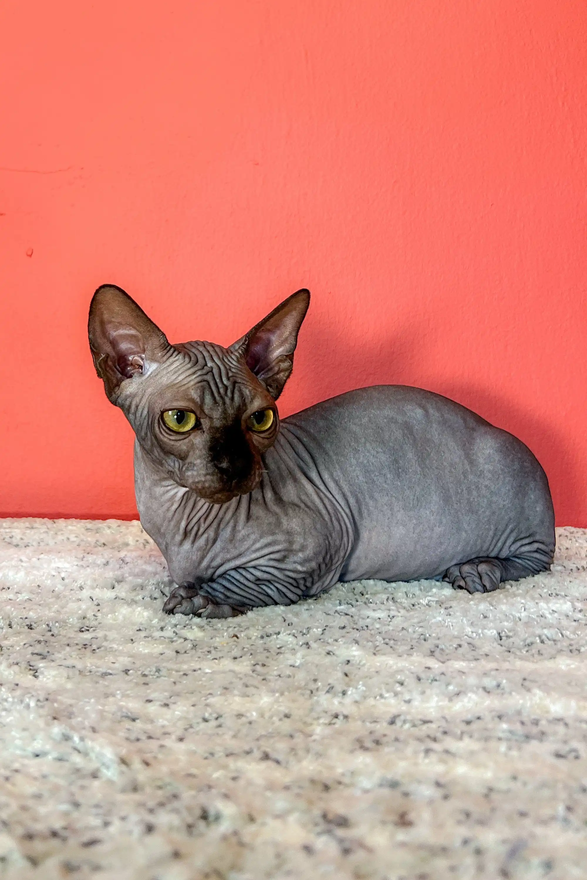 Jordan | Bambino Sphynx Kitten - Image 10