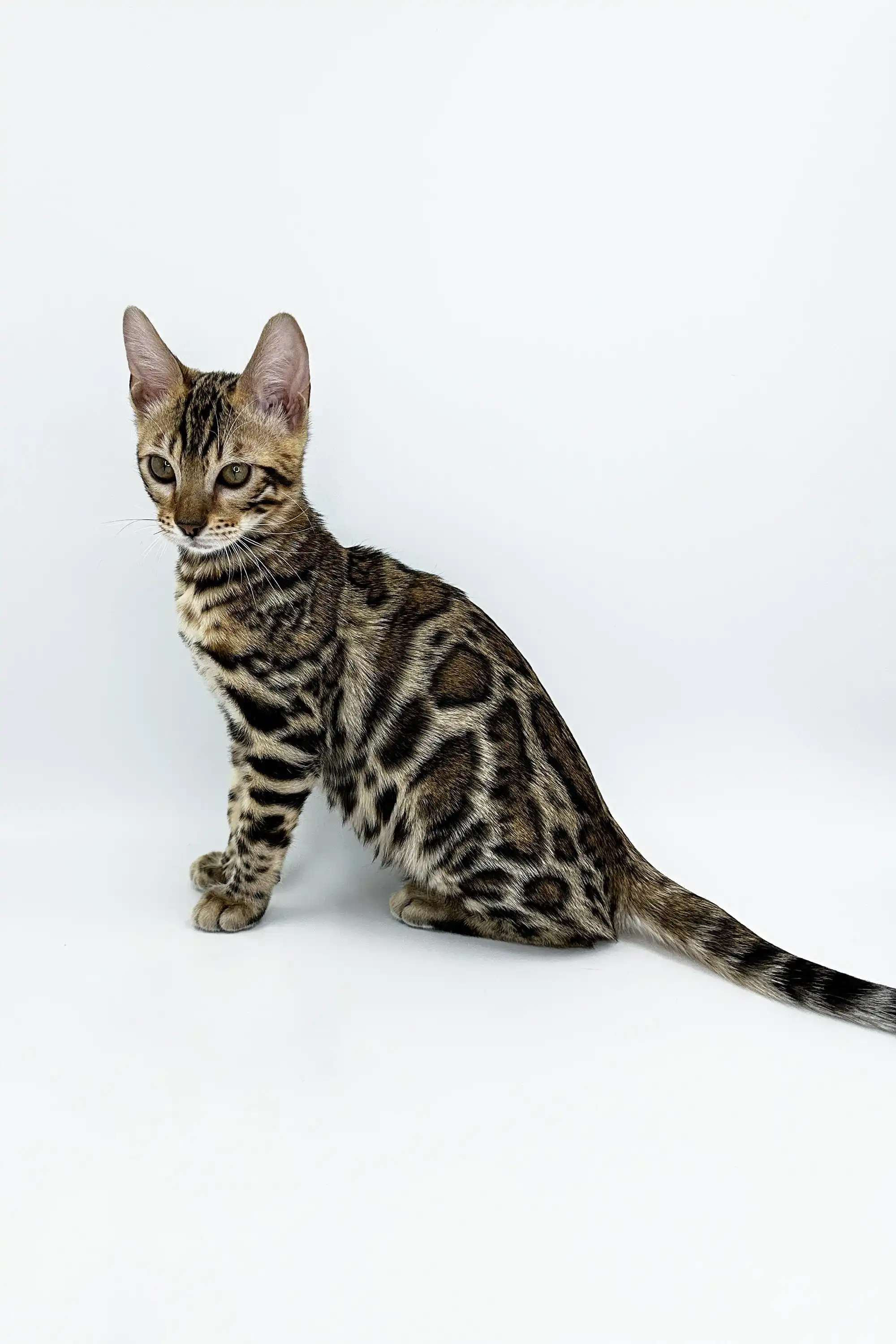 Jordan | Bengal Kitten - Image 7