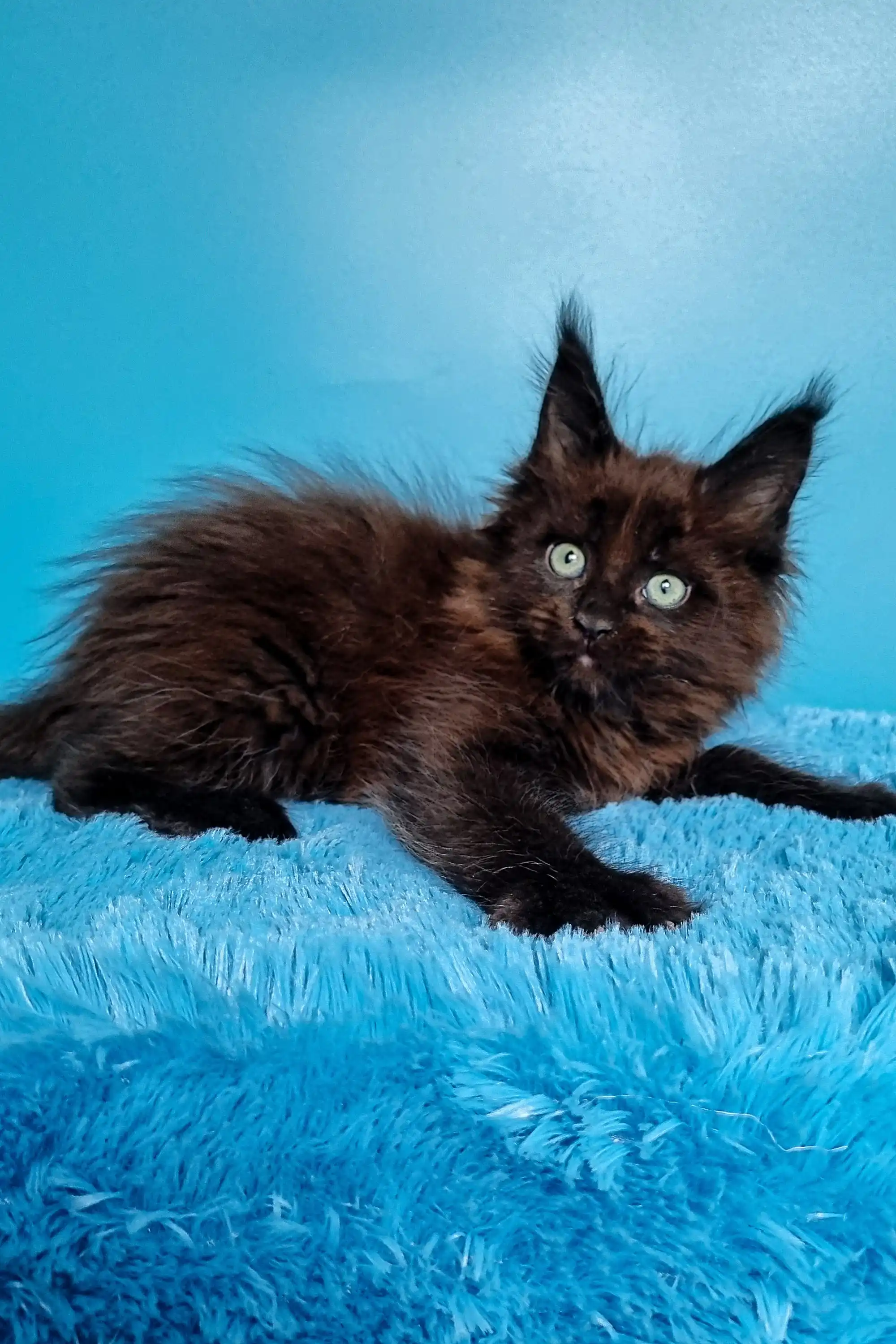 Jordana | Maine Coon Kitten - Image 2