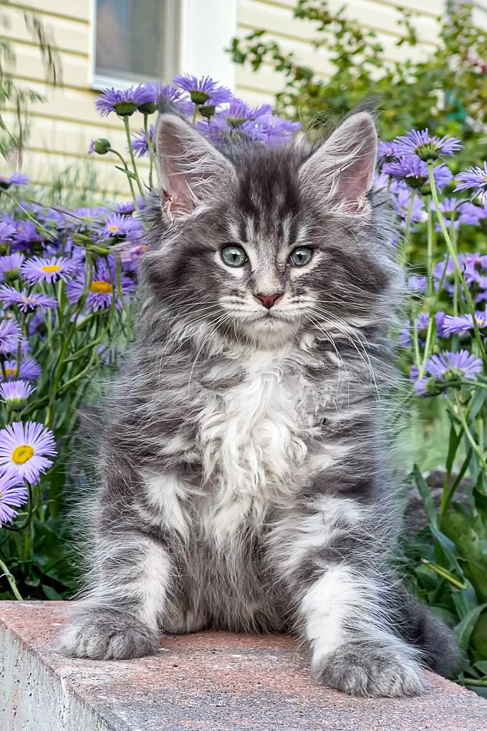 Junior | Maine Coon Kitten - Image 2