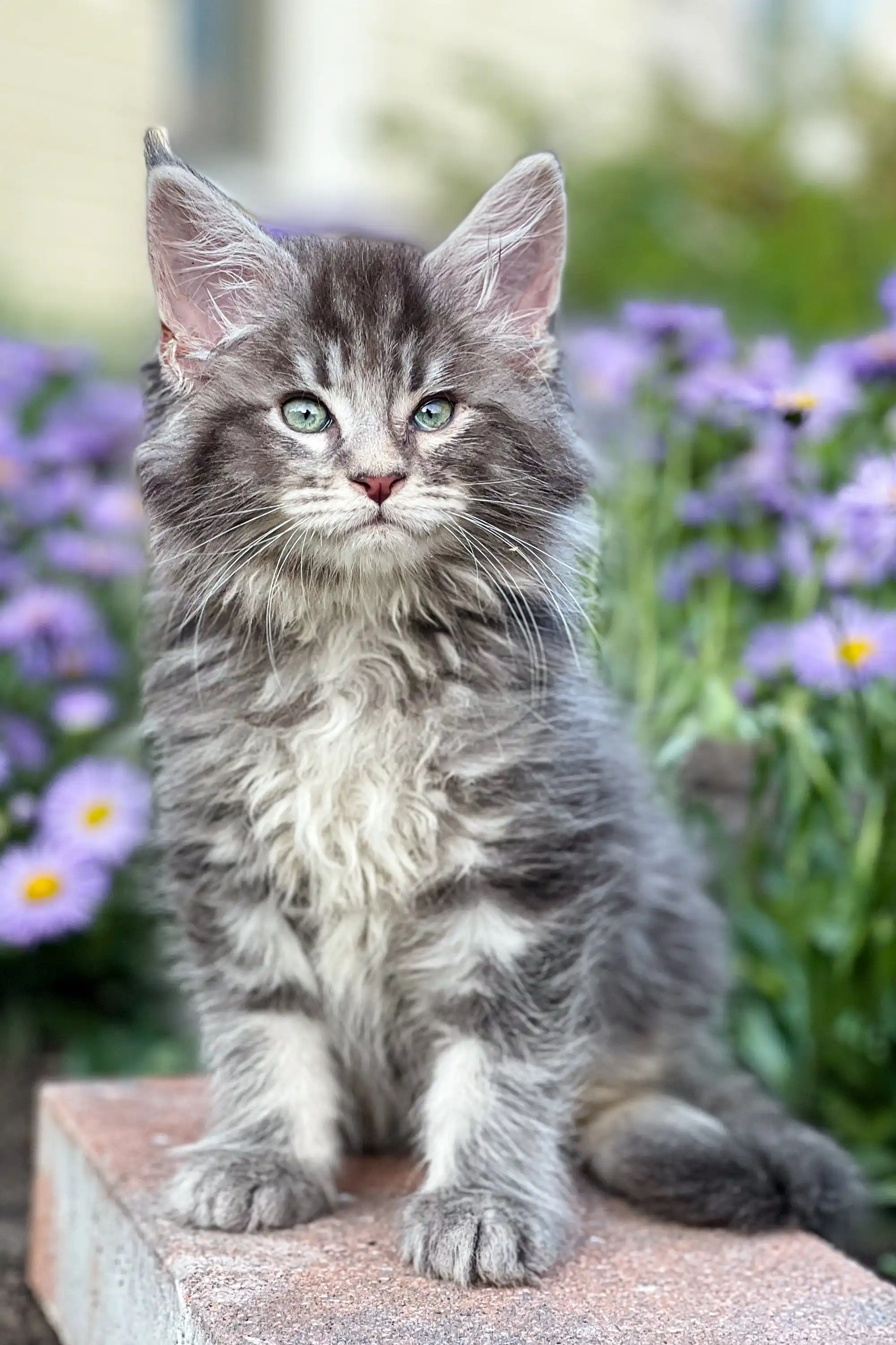 Junior | Maine Coon Kitten - Image 3