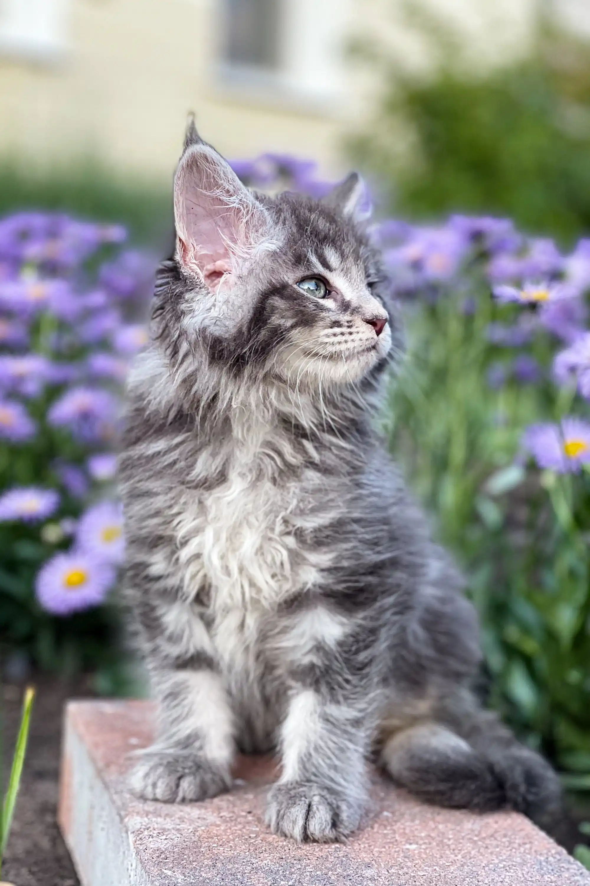 Junior | Maine Coon Kitten - Image 9