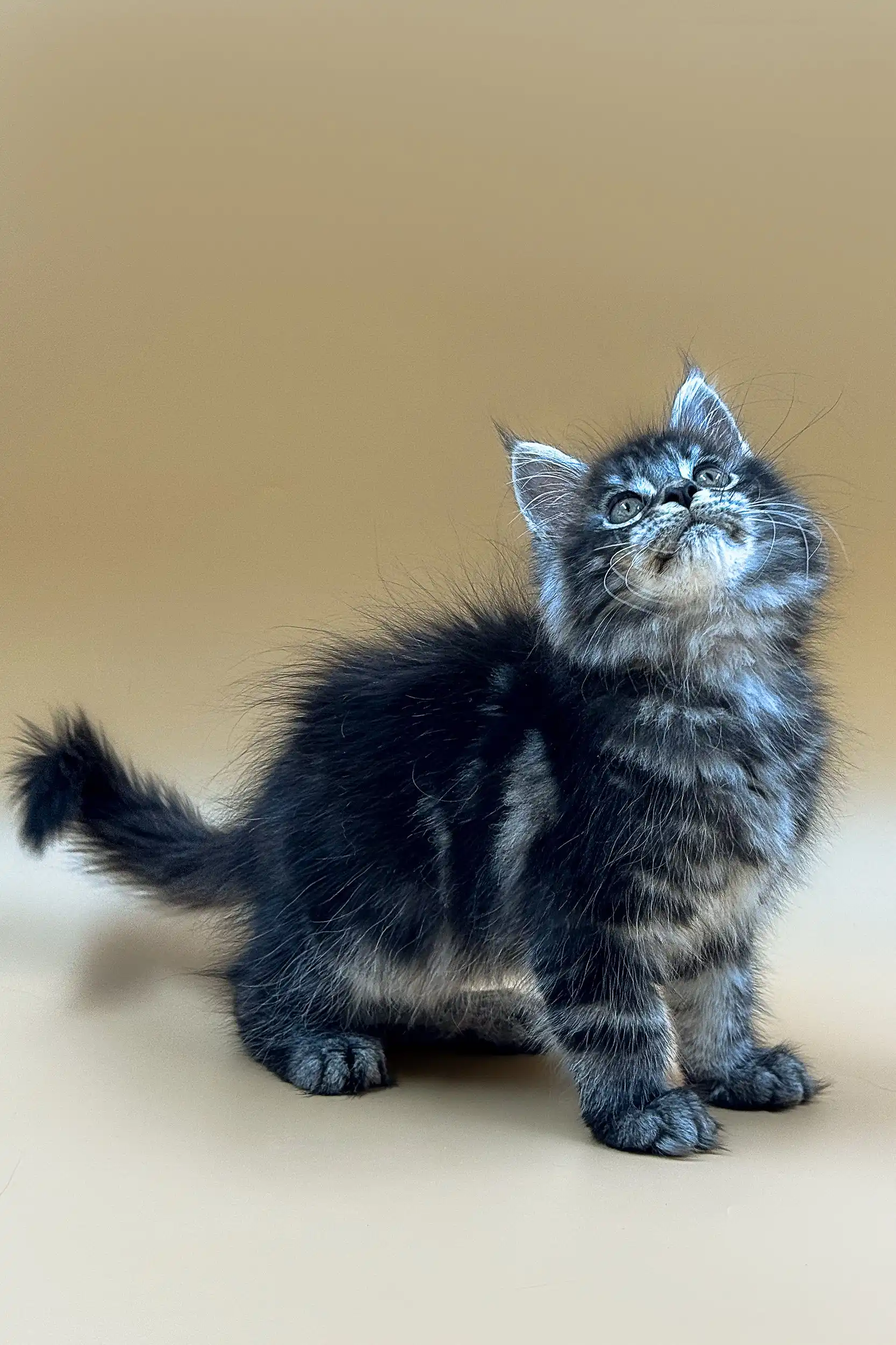 Junior | Maine Coon Kitten - Image 9