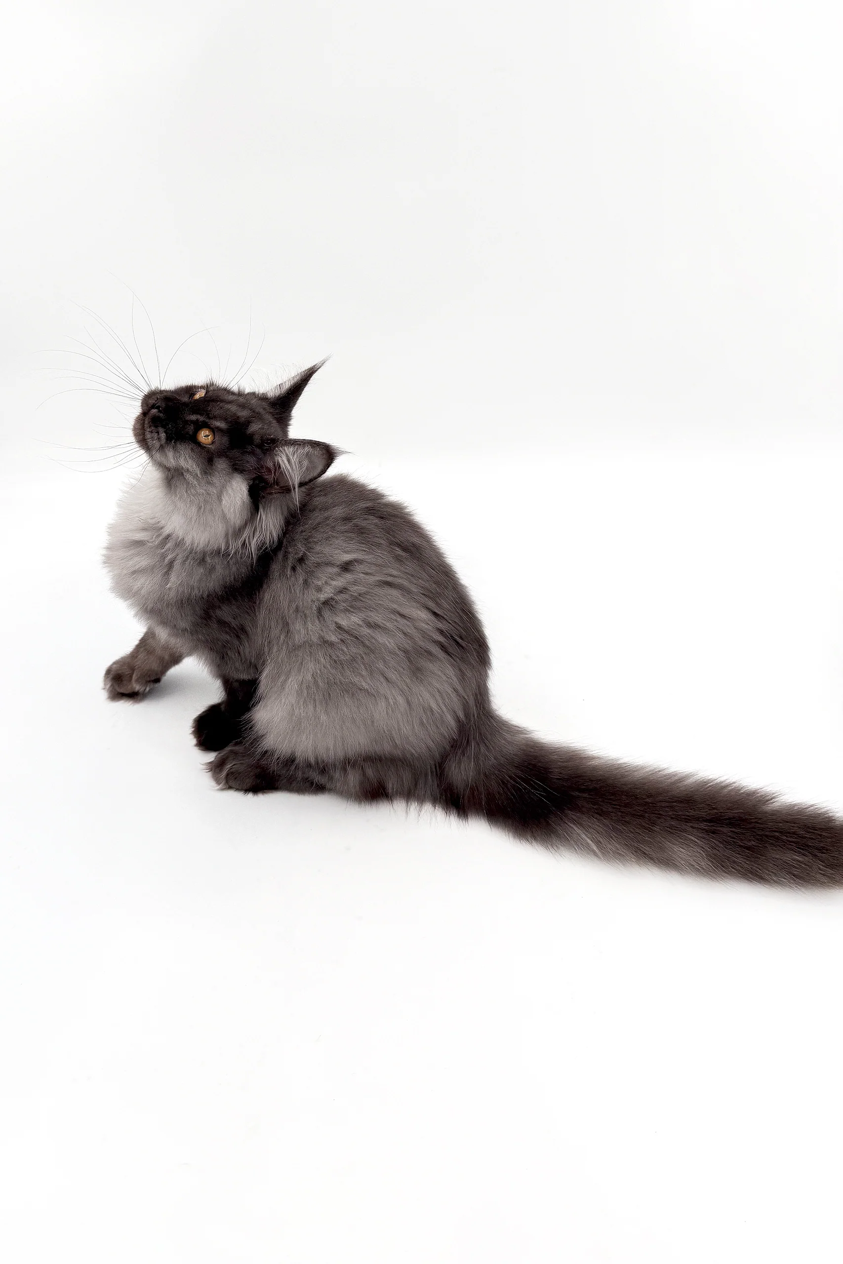 Junon | Maine Coon Kitten - Image 4