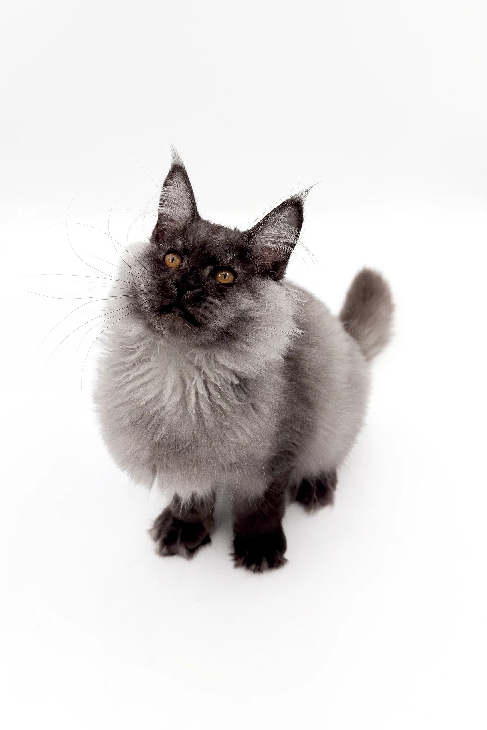 Junon | Maine Coon Kitten - Image 7