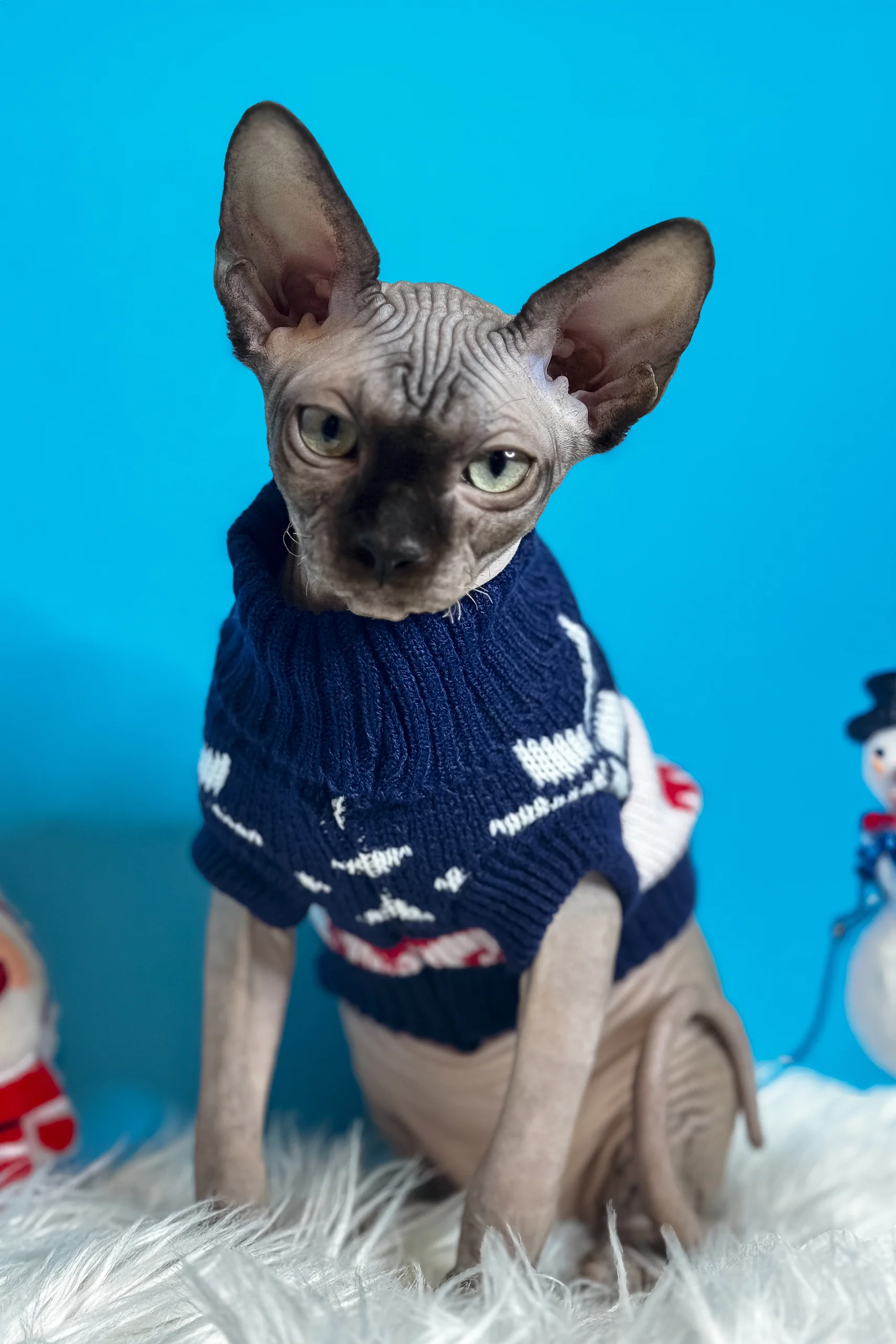 Jupiter | Canadian Sphynx Kitten - Image 2