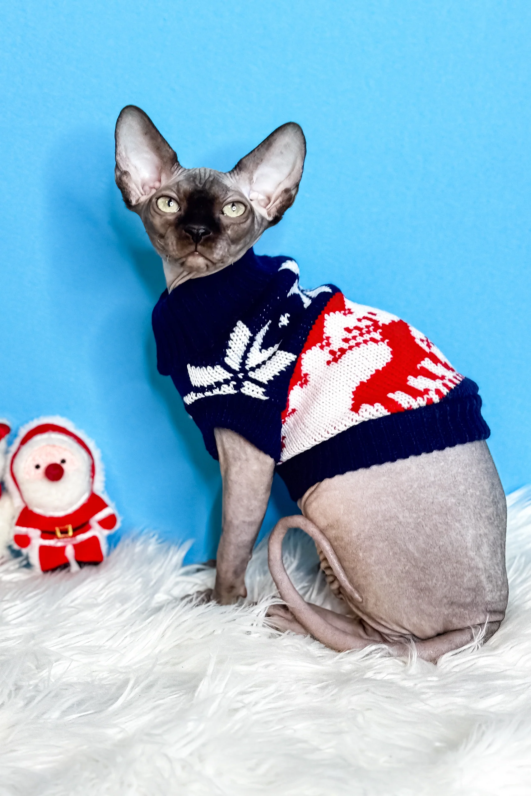 Jupiter | Canadian Sphynx Kitten - Image 3