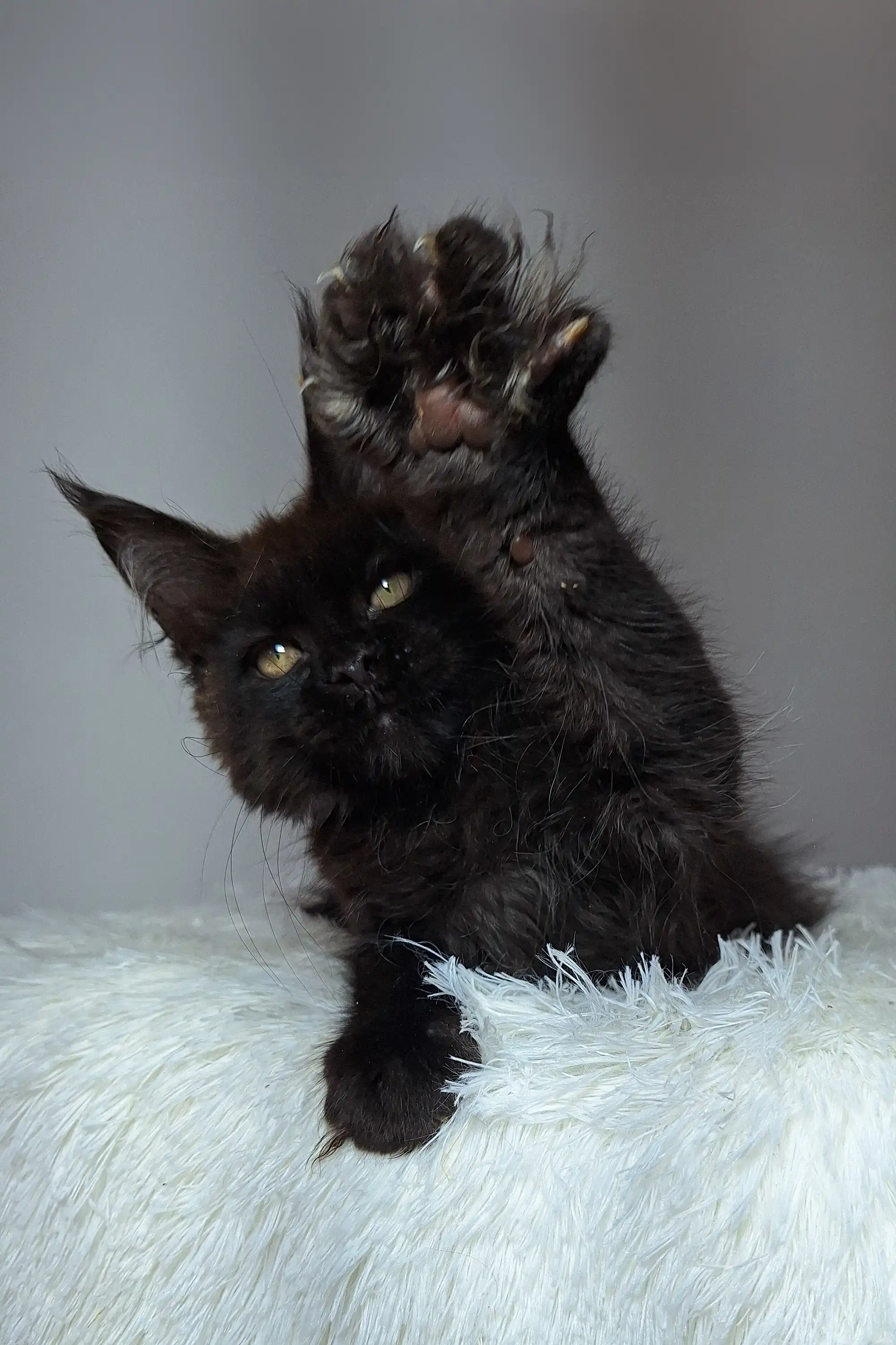 Justin | Maine Coon Kitten - Image 11
