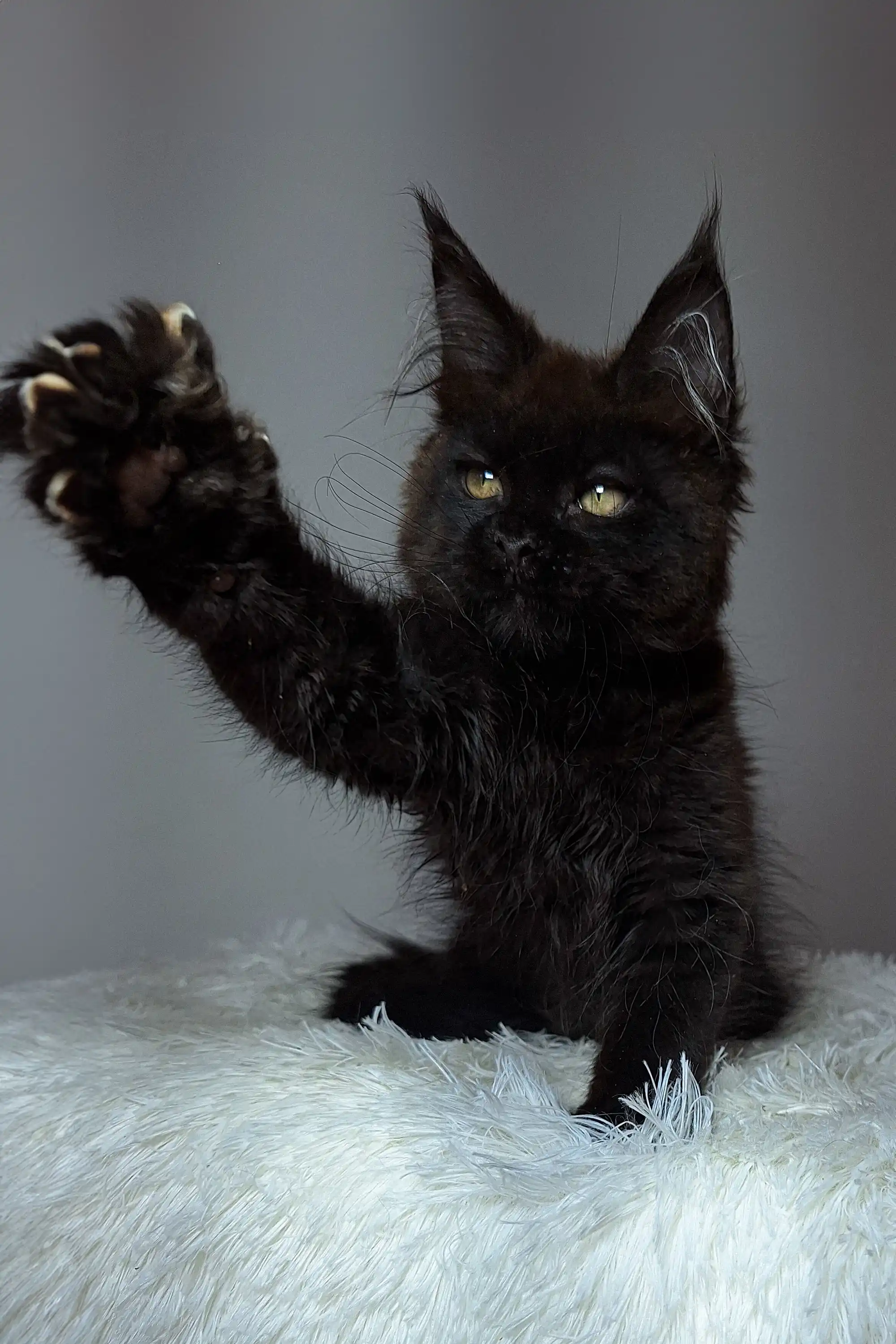 Justin | Maine Coon Kitten - Image 12
