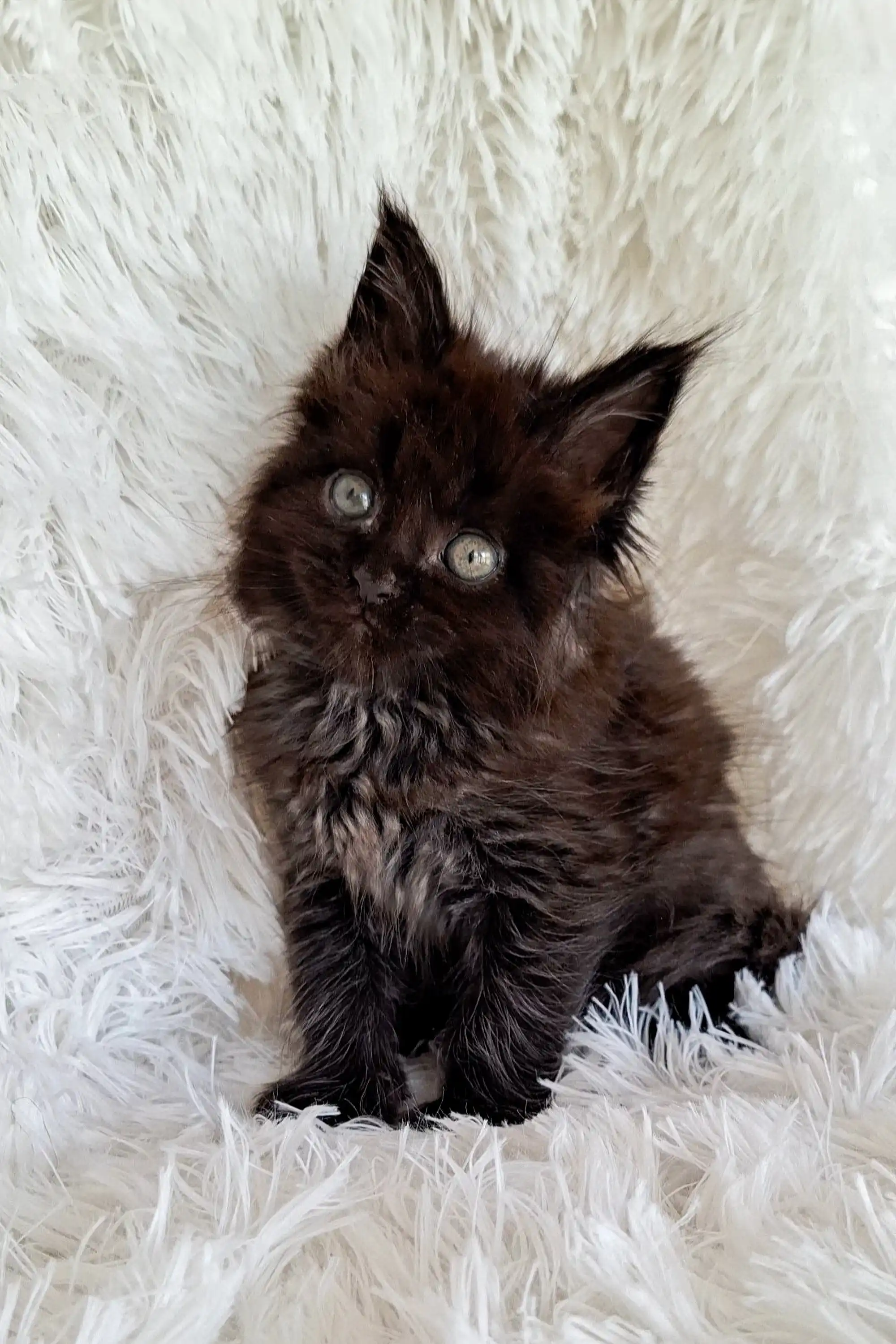 Justin | Maine Coon Kitten - Image 17