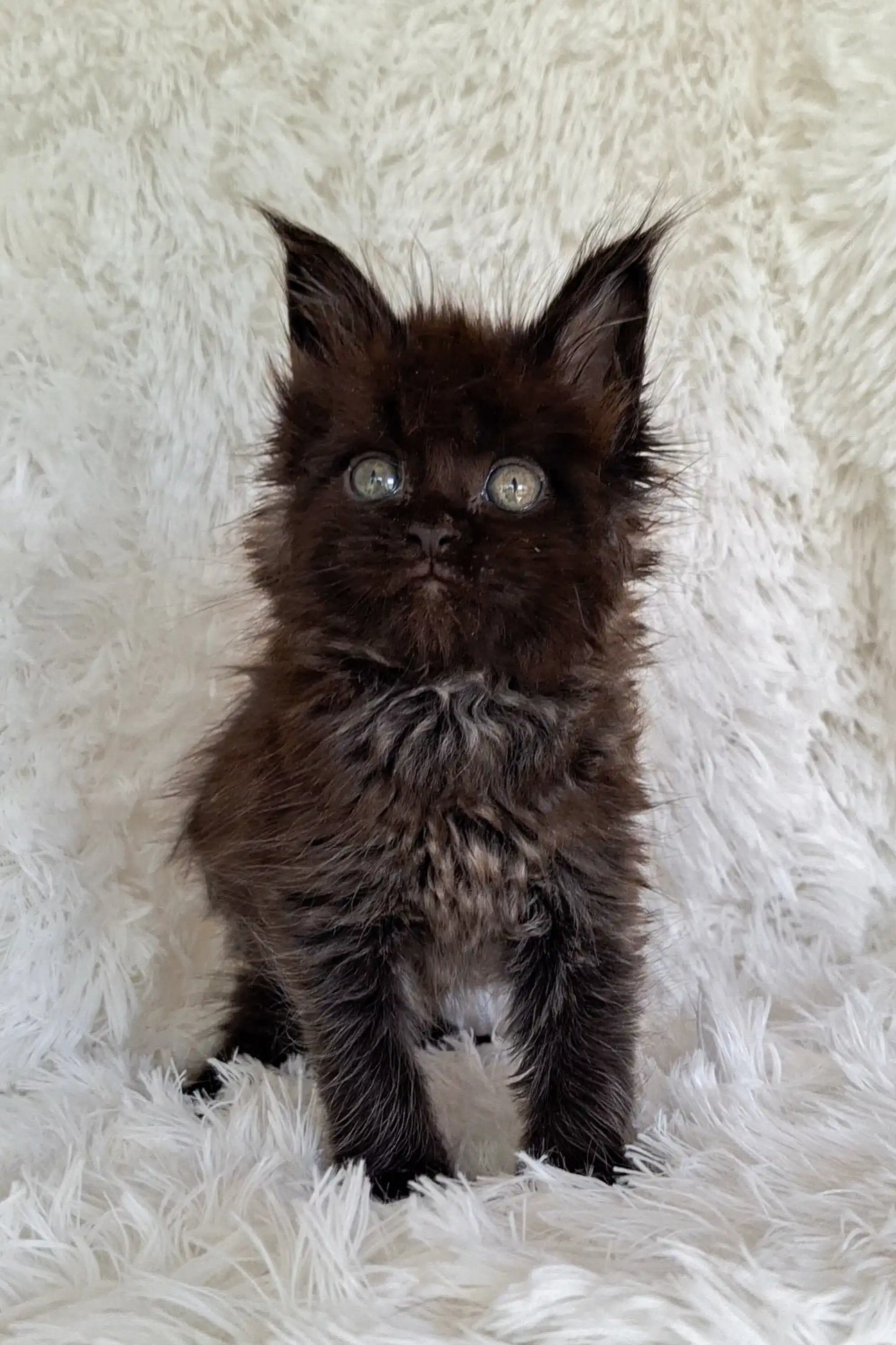 Justin | Maine Coon Kitten - Image 19