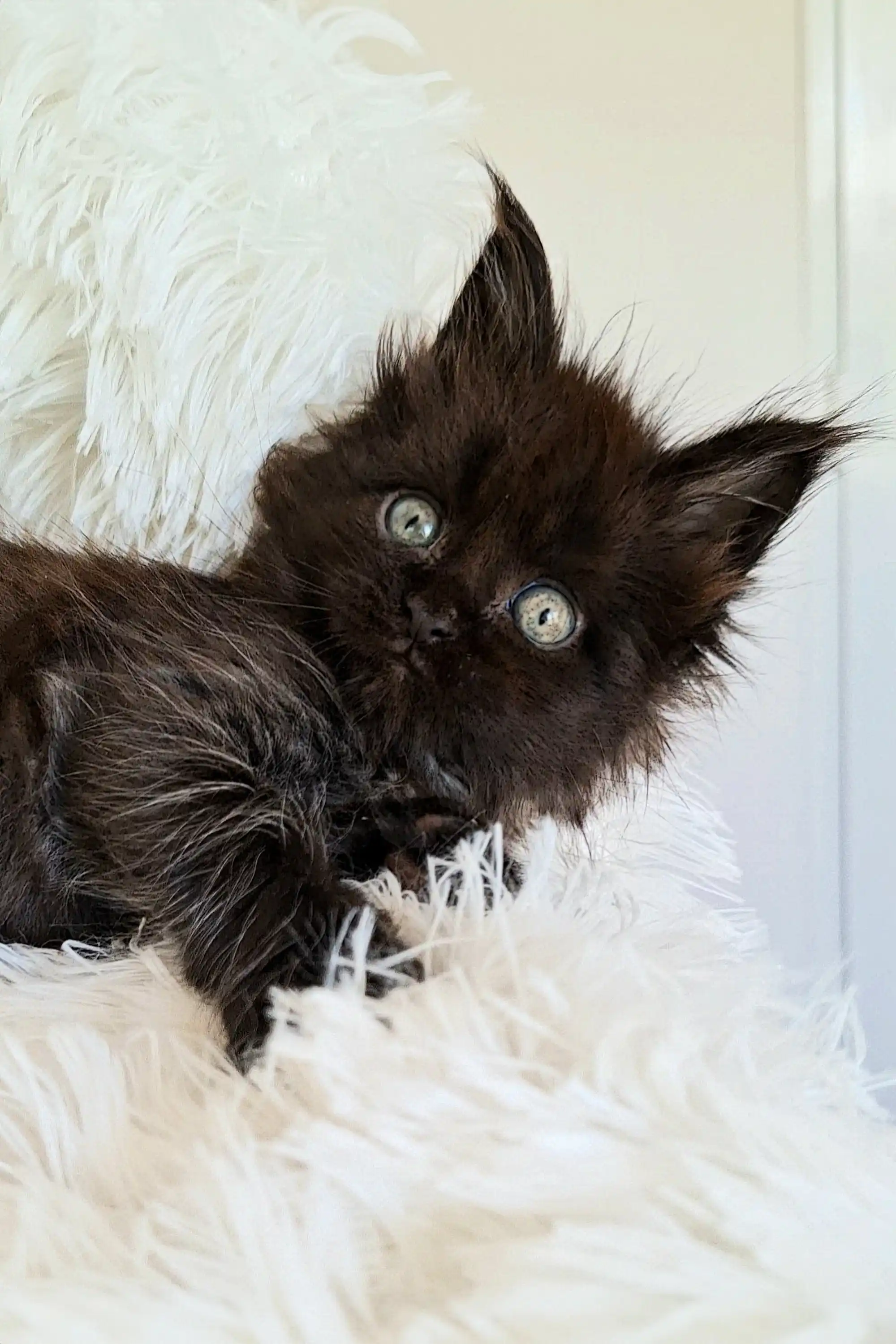 Justin | Maine Coon Kitten - Image 20
