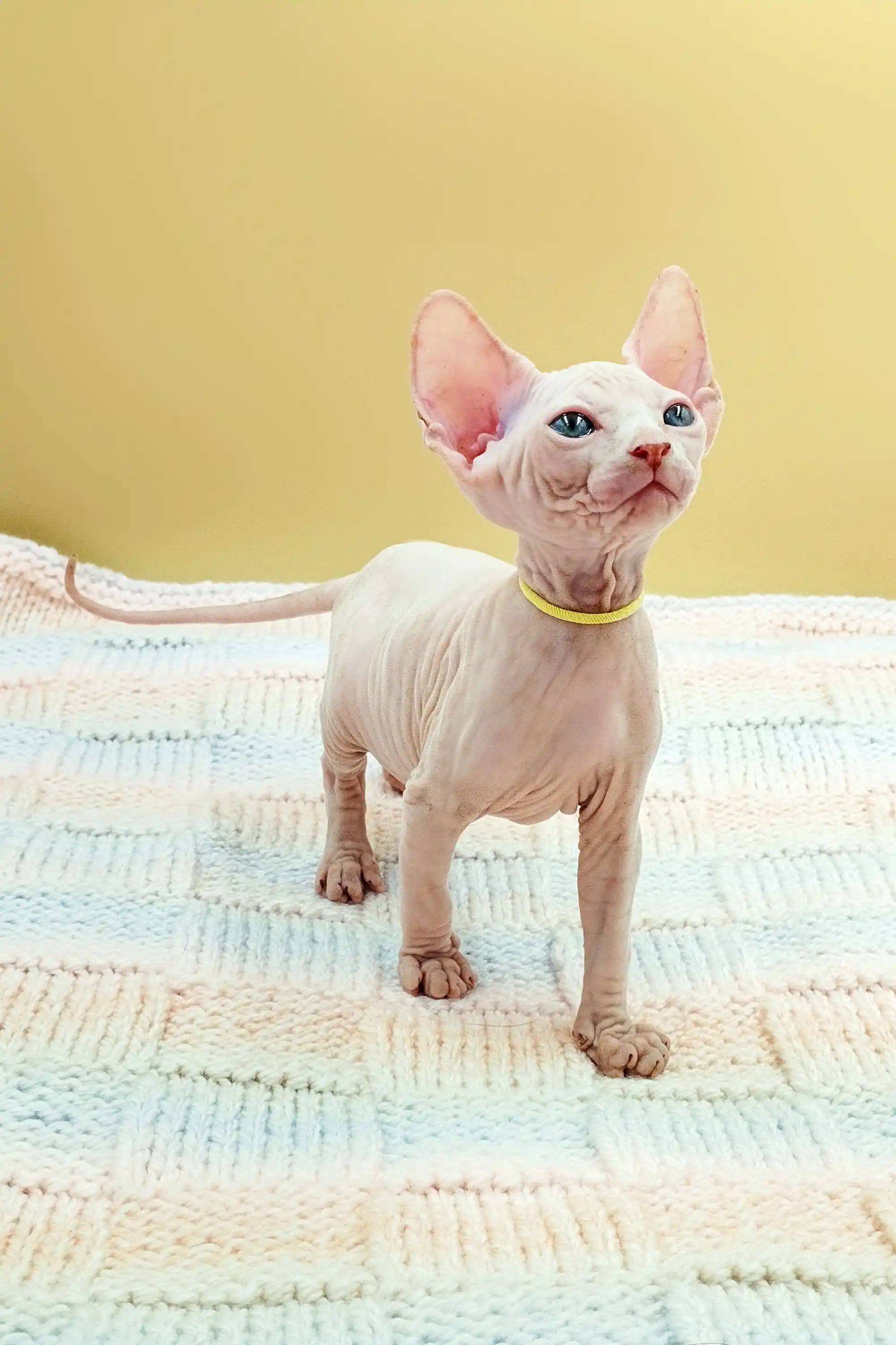Kabyki | Sphynx Kitten - Image 10