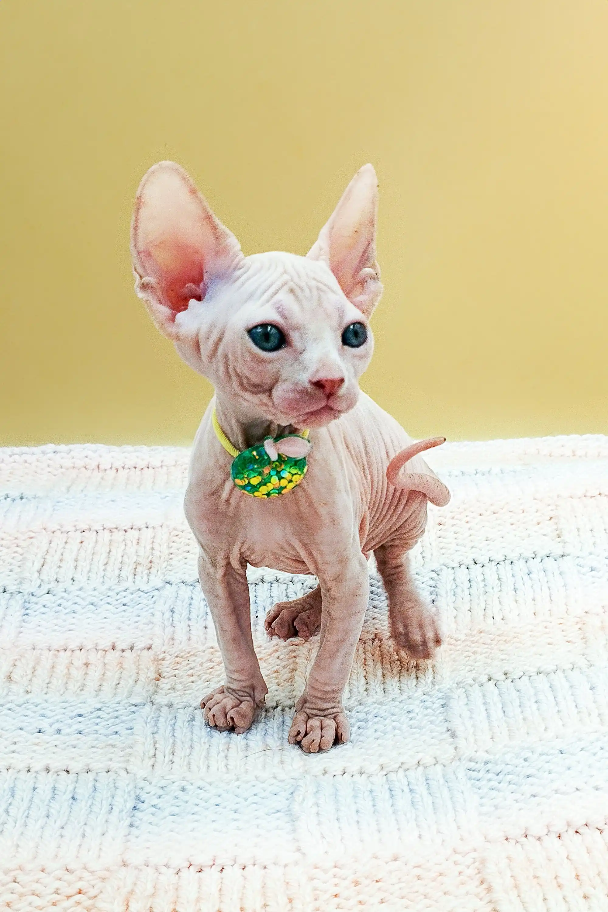 Kabyki | Sphynx Kitten - Image 3
