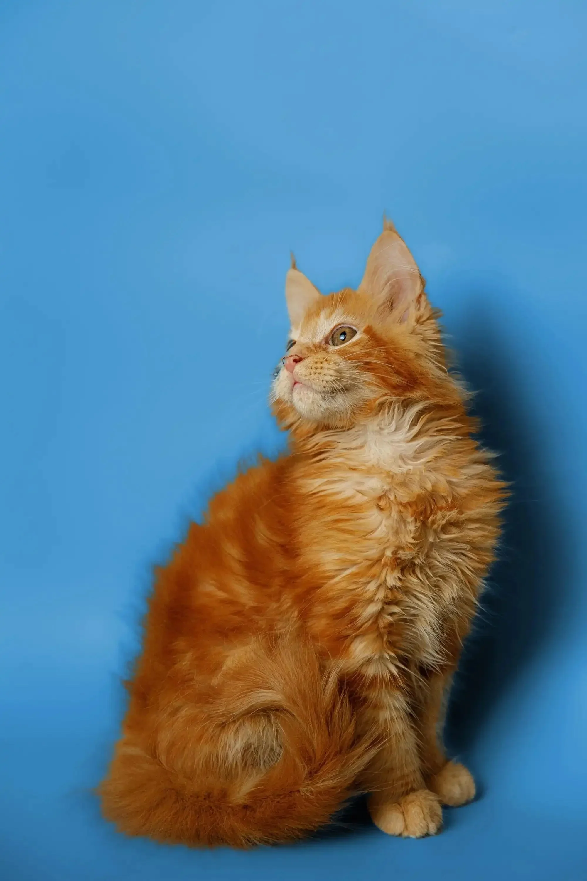 Kaci | Maine Coon Kitten - Image 10