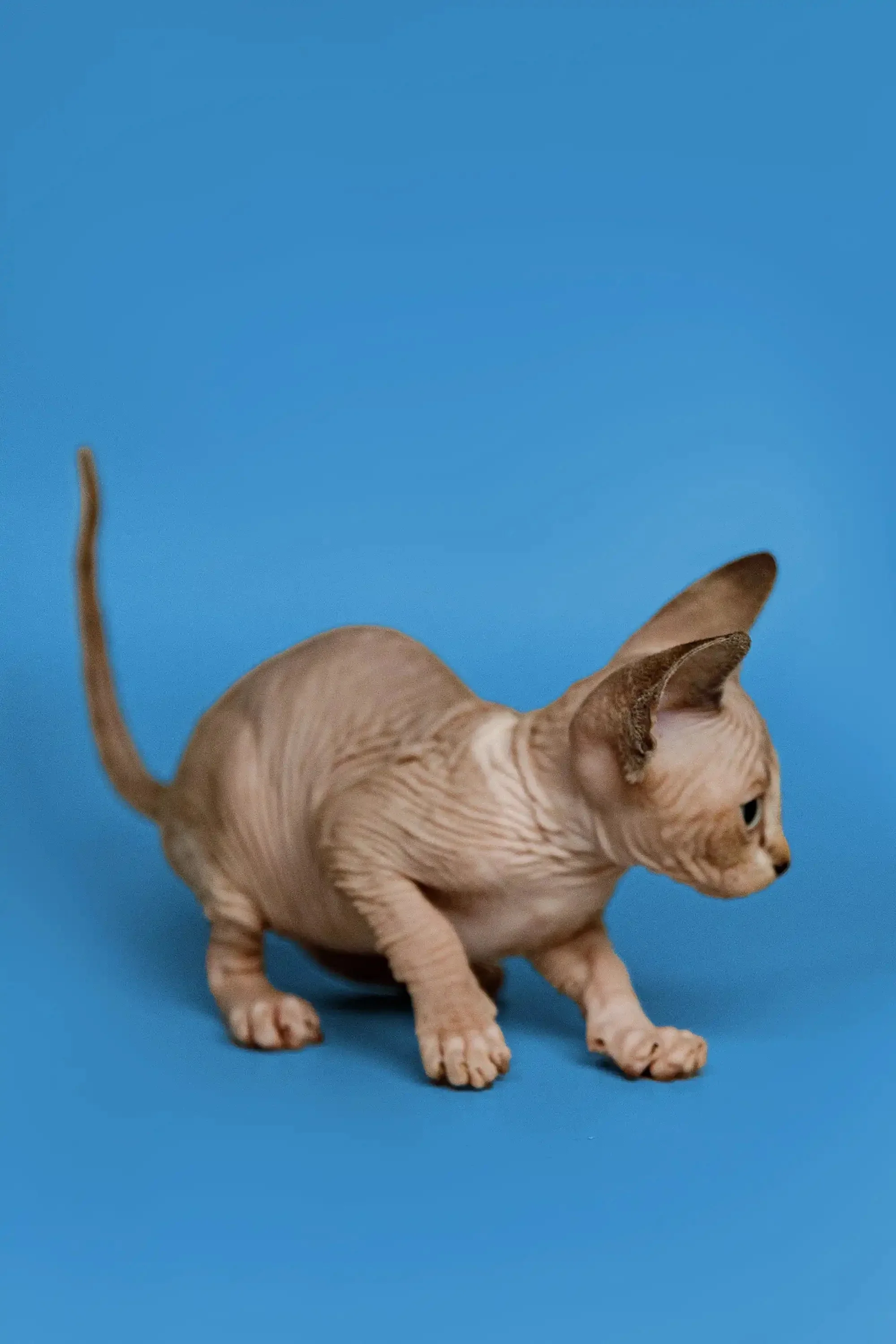 Kaia | Sphynx Kitten - Image 7