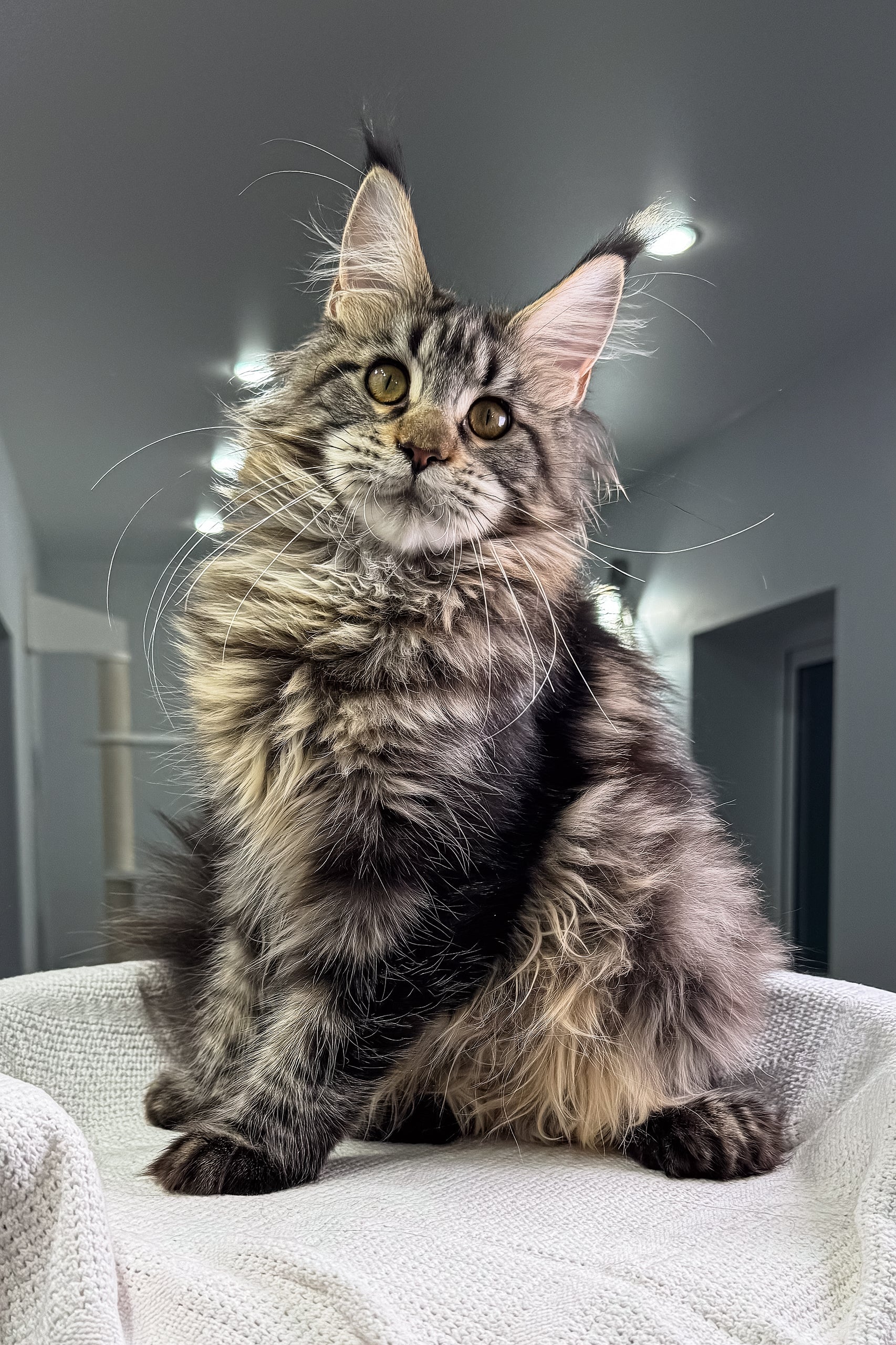 Kalifa | Polydactyl Maine Coon Kitten - Image 3