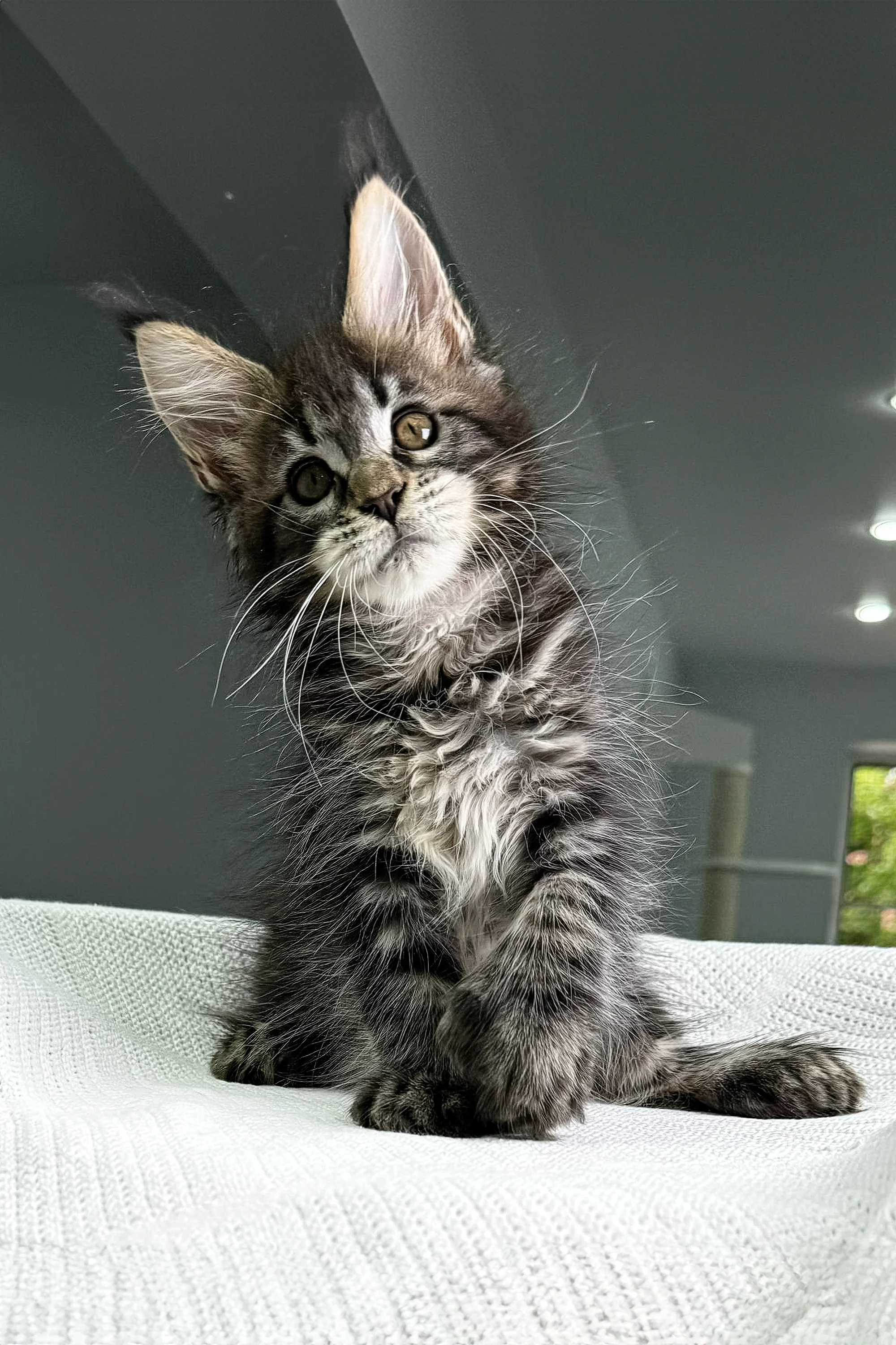 Kalifa | Polydactyl Maine Coon - Image 7