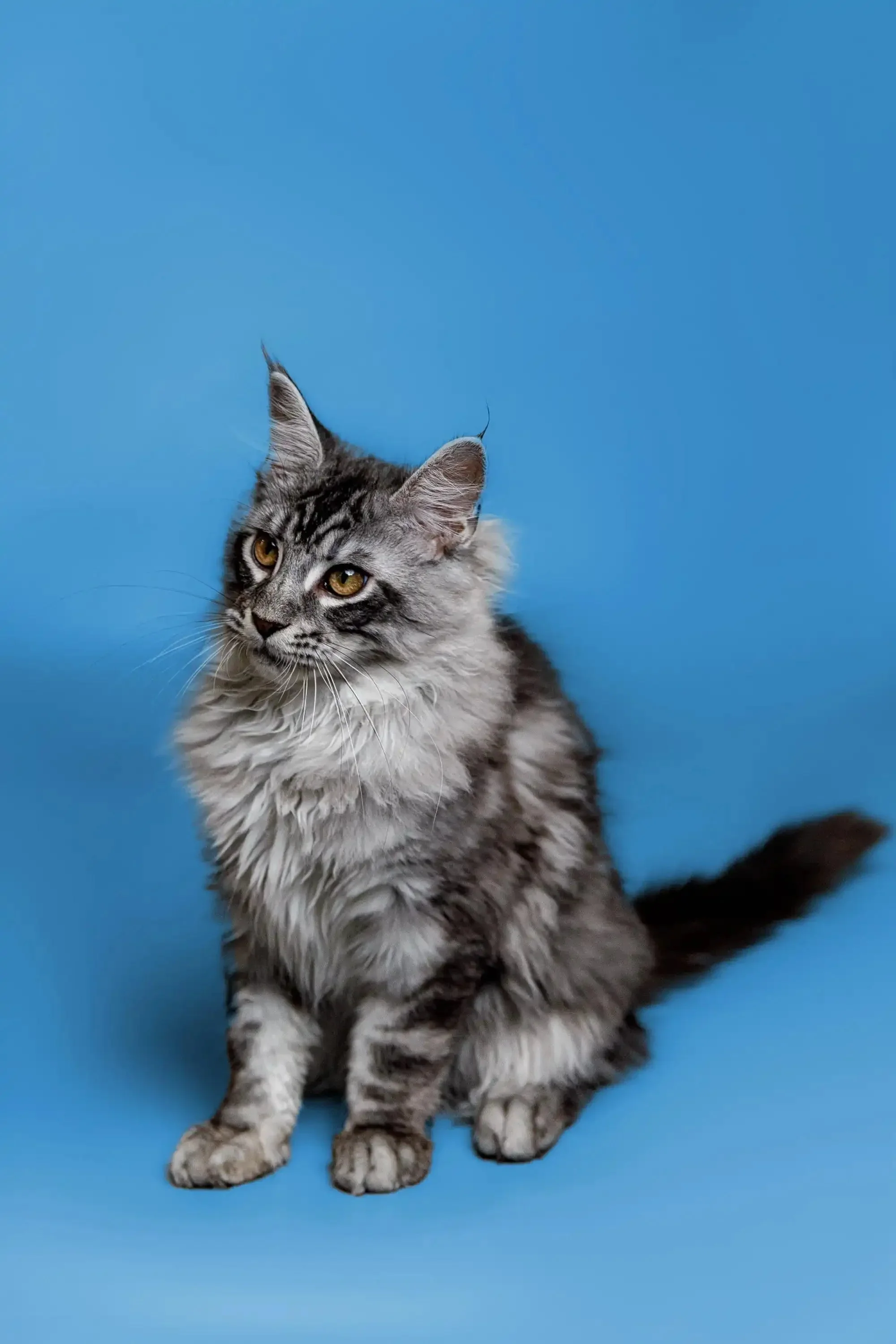 Kamiko | Maine Coon Kitten - Image 6