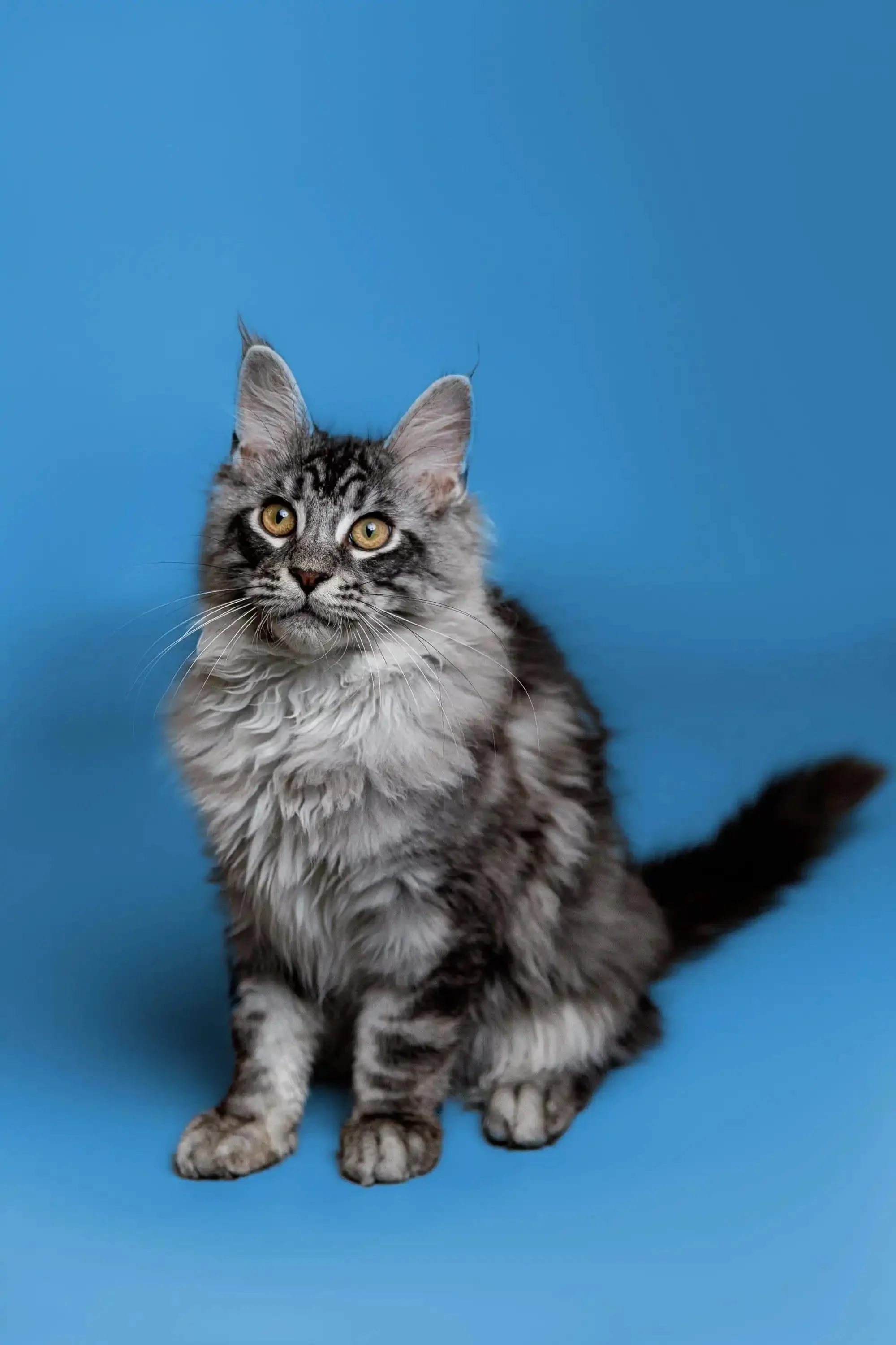 Kamiko | Maine Coon Kitten - Image 8