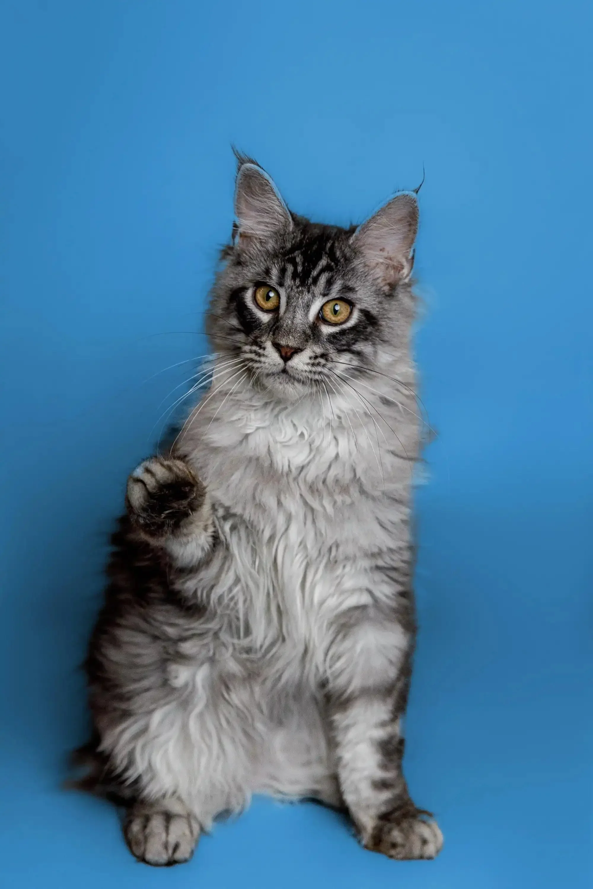 Kamiko | Maine Coon Kitten - Image 9